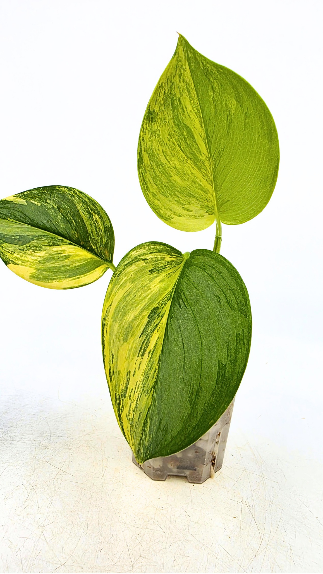 Rare houseplant Scindapsus Treubii Moonlight Aurea Variegated (Rubicon) available at rare indoor plant shop The Leaf Gallery in Perth, Western Australia