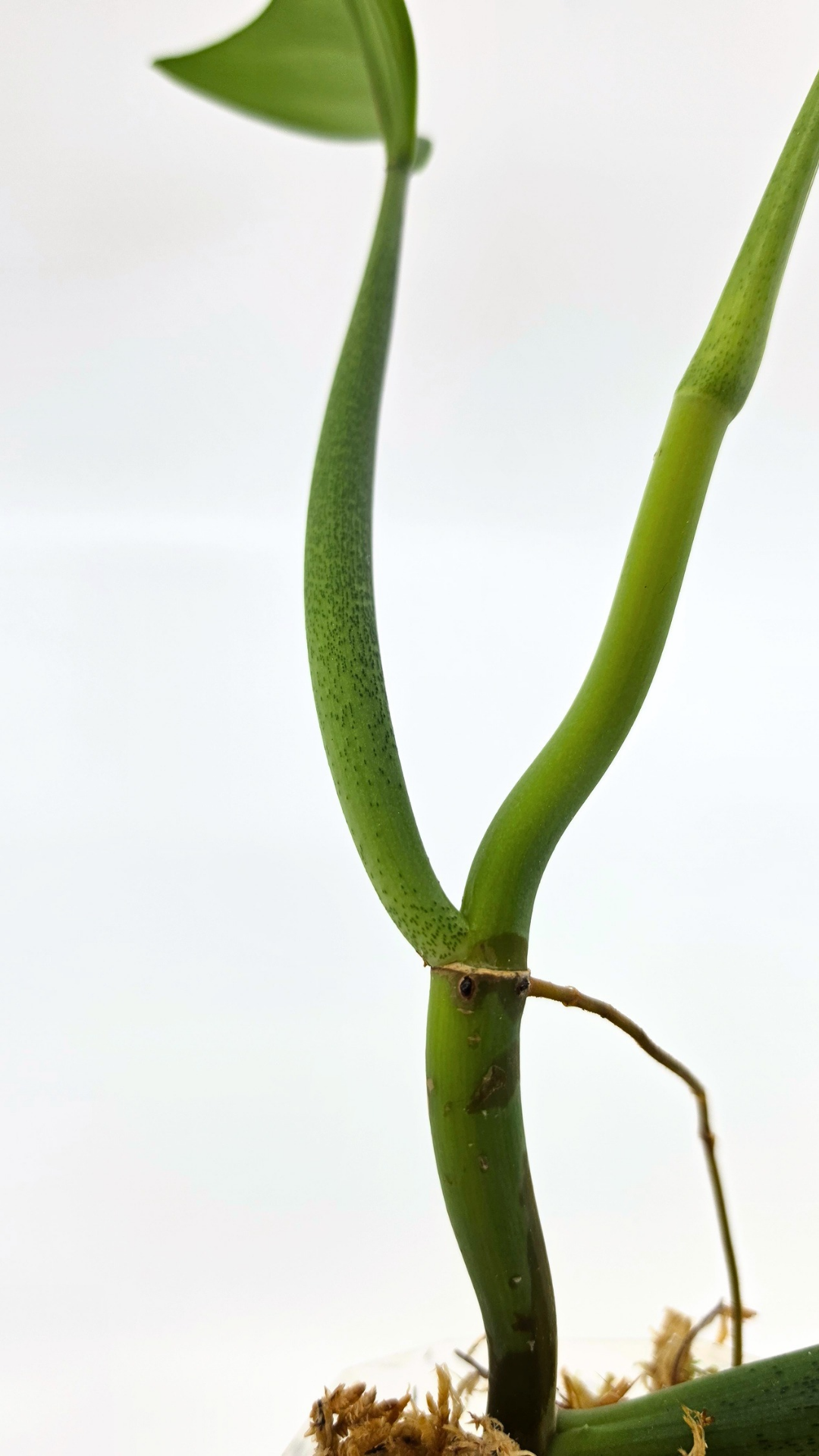 Rare indoor plant Philodendron Panduriforme available for sale at rare house plant shop The Leaf Gallery in Perth, Western Australia.