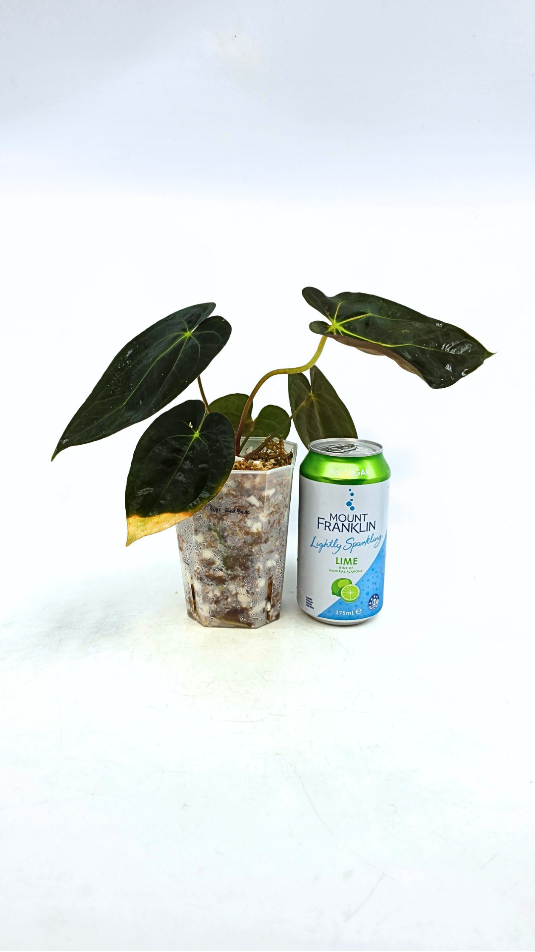 Rare indoor plant Anthurium Papillilaminum pure clone available from rare house plant shop The Leaf Gallery in Perth, Western Australia