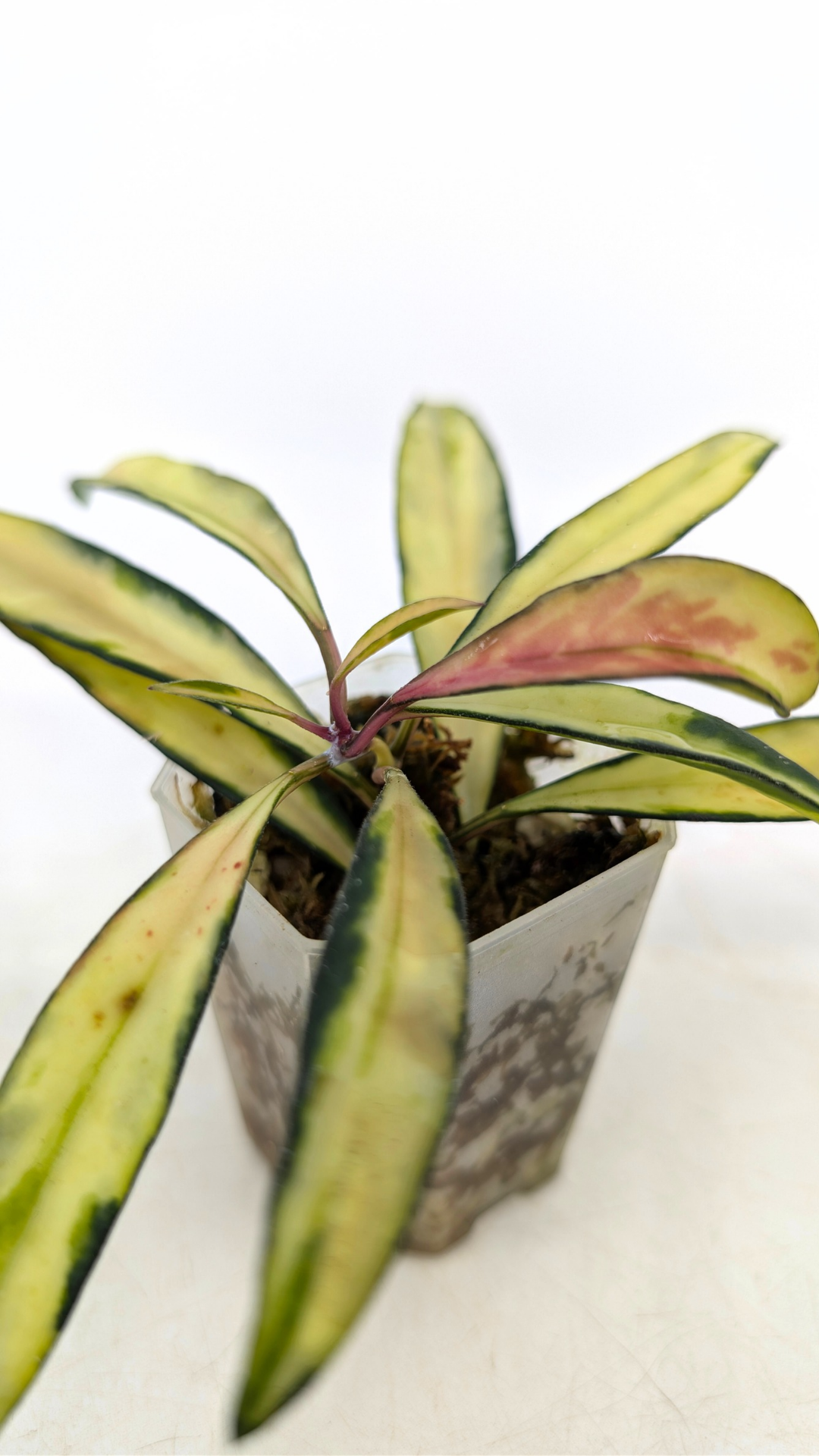 Rare waxplant Hoya Wayetii varigated available for sale at rare indoor plant shop The Leaf Gallery in Perth, Western Australia