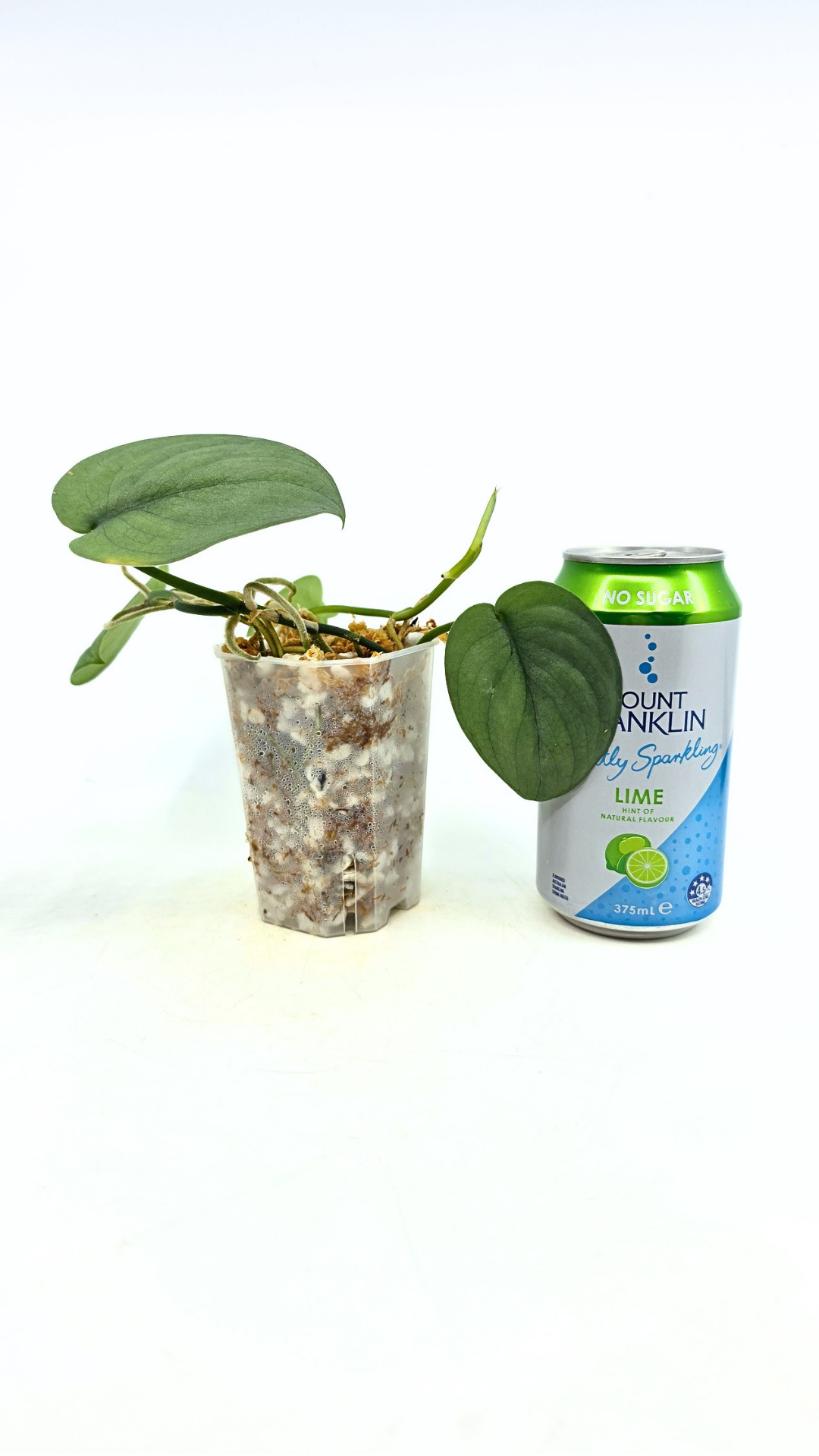 Rare indoor plant Scindapsus Platinum available for sale at rare plant shop The Leaf Gallery in Perth, Western Australia