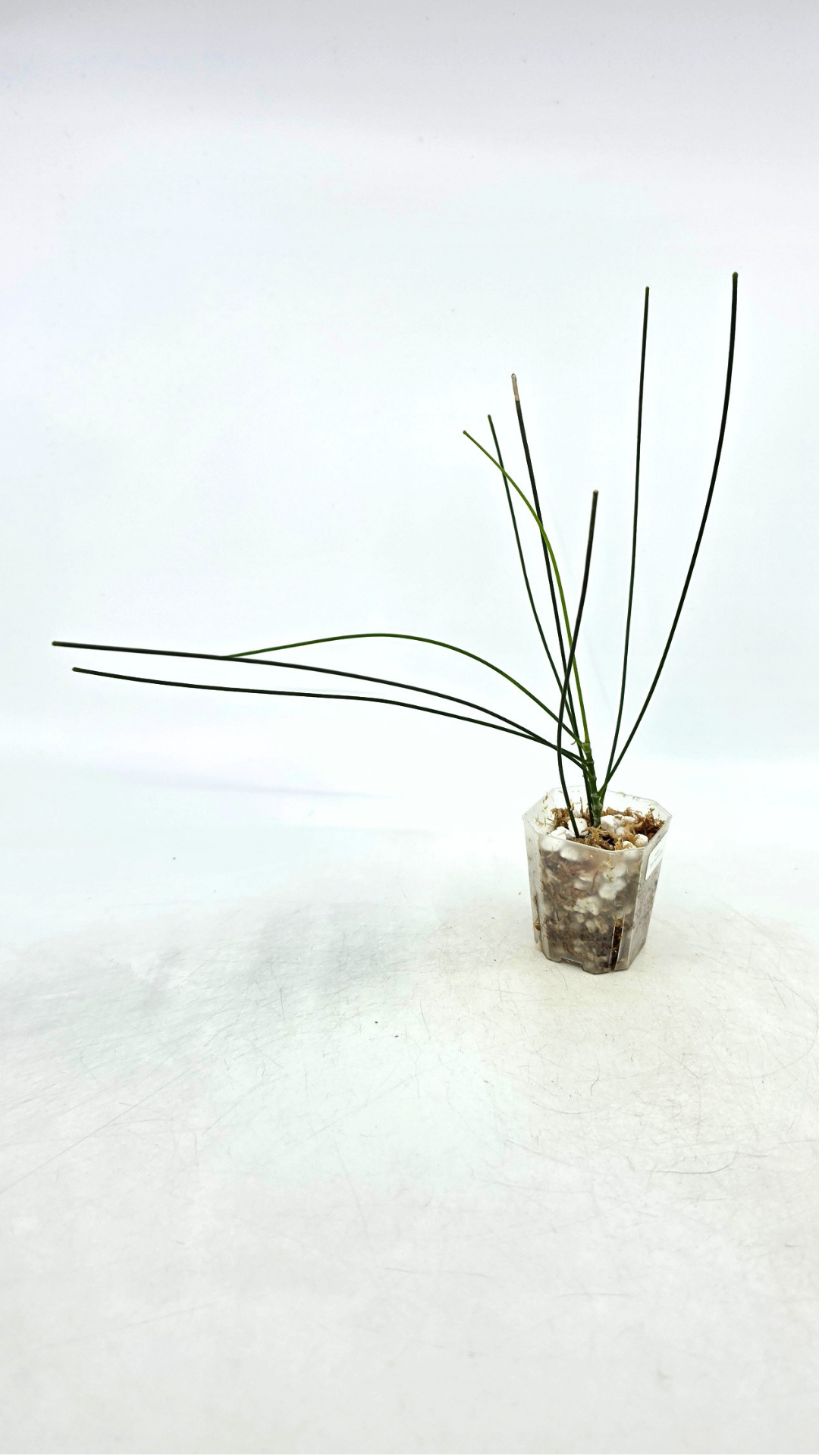 Rare waxplant Hoya Spartioides available for sale at rare indoor plant shop The Leaf Gallery in Perth, Western Australia