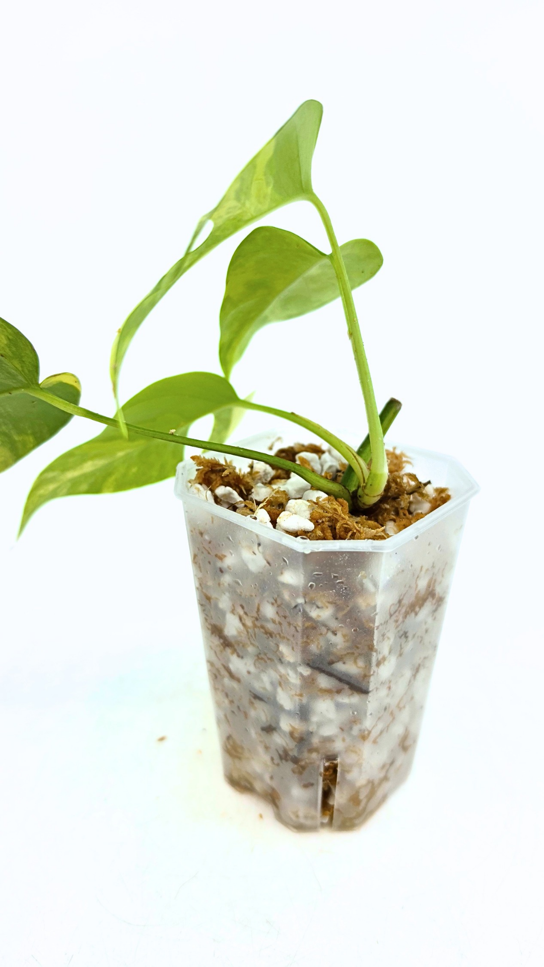 Rare indoor plant Raphidophora Tetrasperma Aurea for sale by rare plant shop The Leaf Gallery in Perth