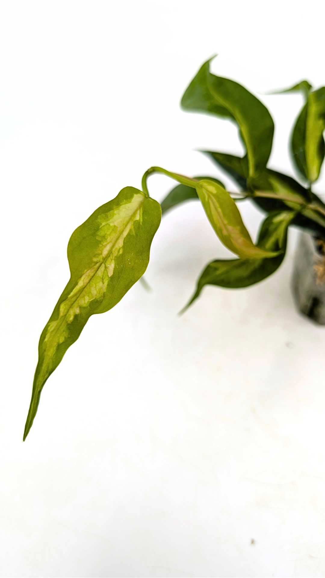 Rare waxplant Hoya Kenejiana Variegated available for sale at rare indoor plant shop The Leaf Gallery in Perth, Western Australia