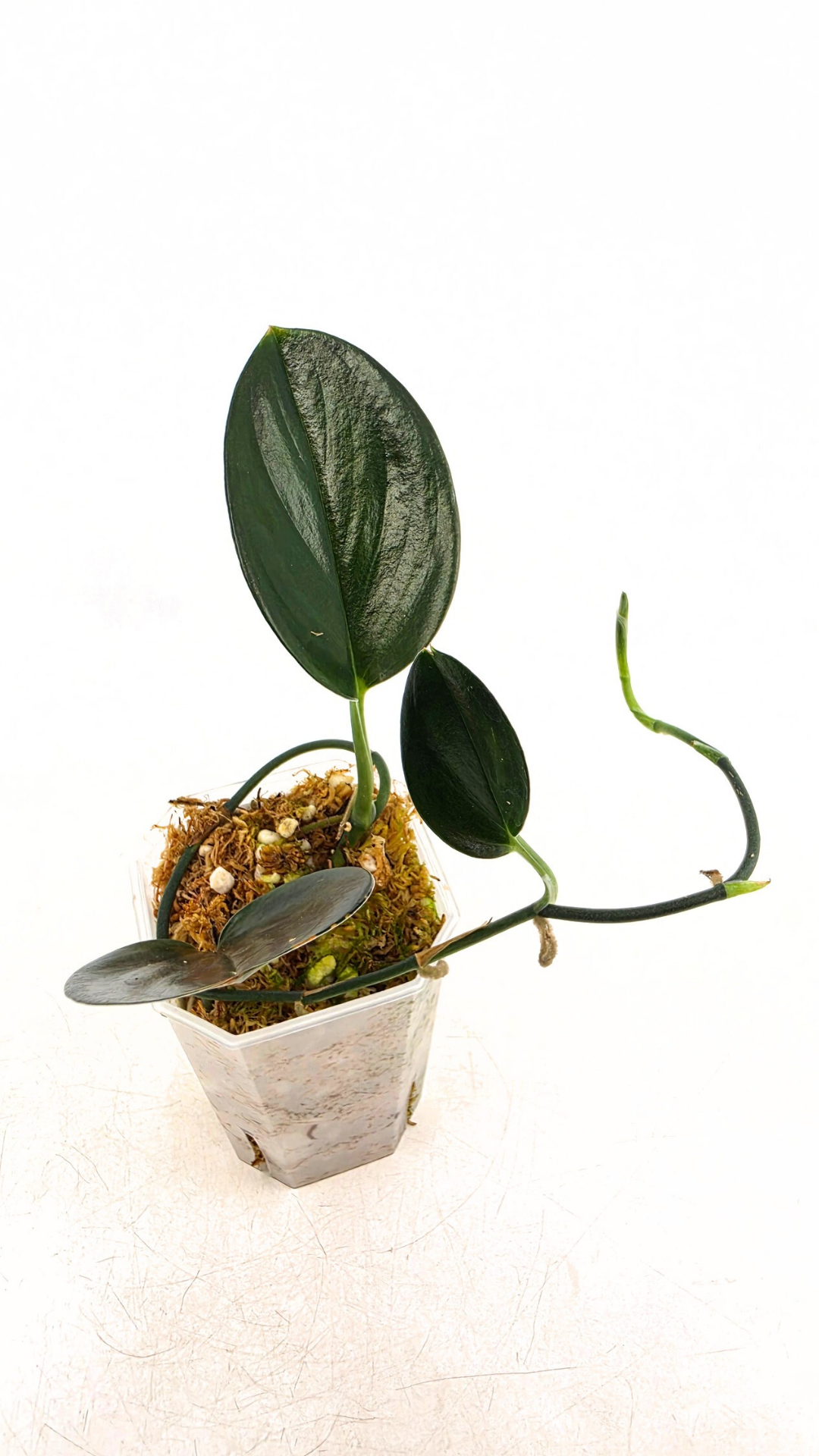 Rare plant scindapsus Treubii Dark available for sale at rare plant shop The Leaf Gallery in Perth, Western Australia
