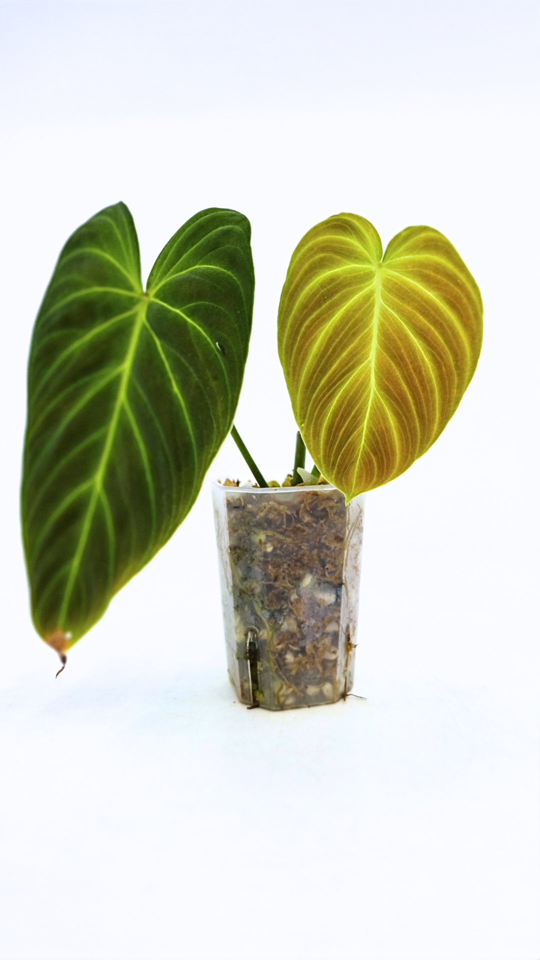 Uncommon indoor plant Philodendron Splendid available for sale at rare house plant shop The Leaf Gallery in Perth, Western Australia