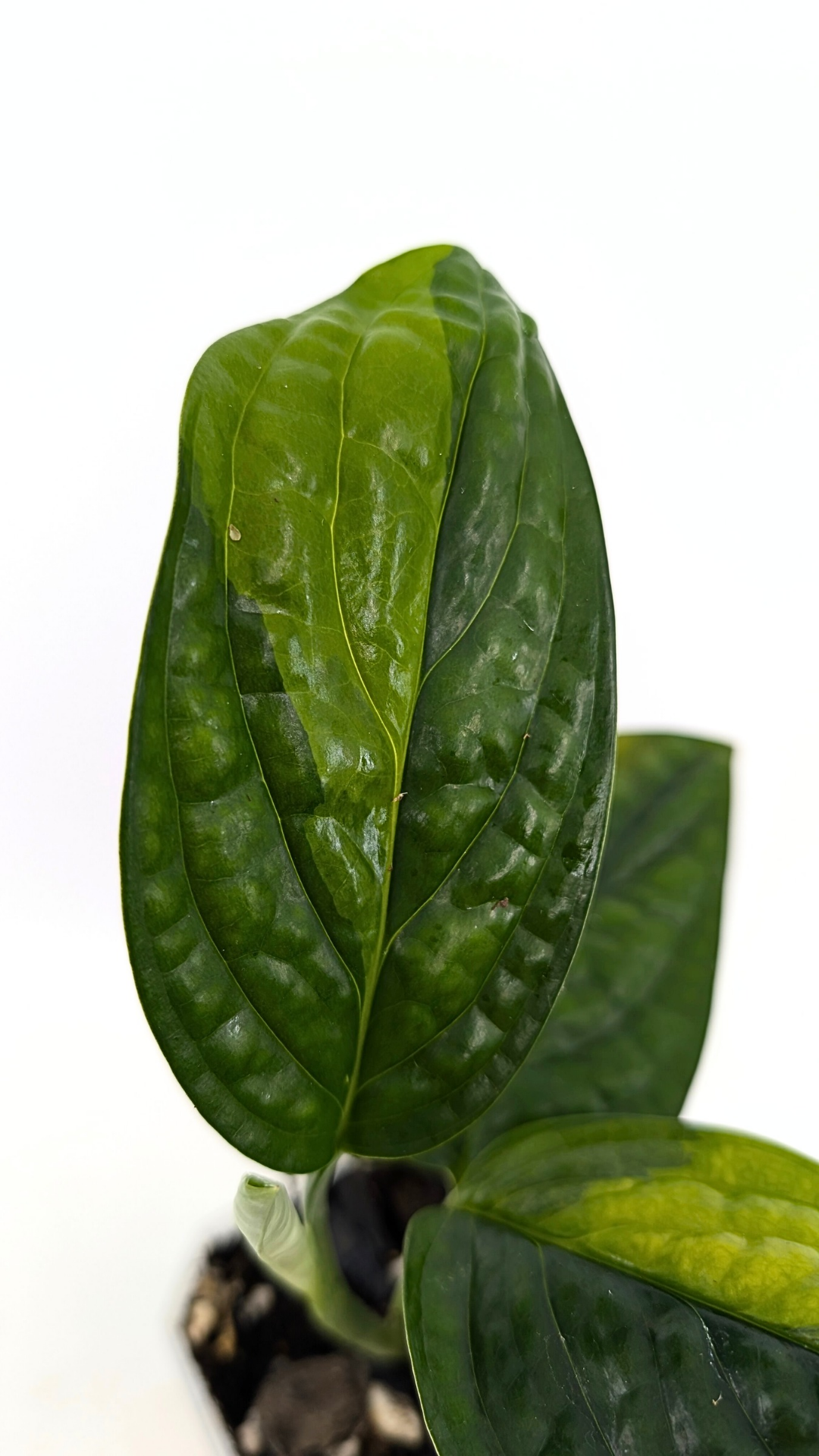 Varigated Monstera Peru Karstenianum — The Leaf Gallery