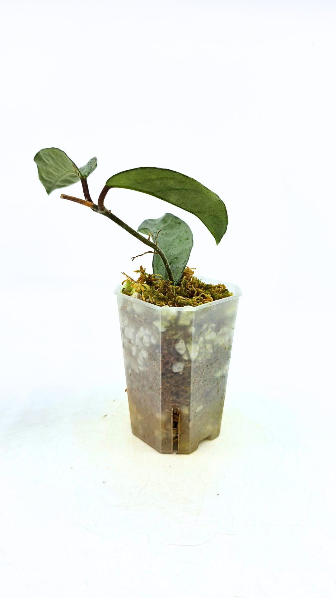Rare waxplant plant Hoya Carnosa Grey Ghost available at rare plant shop The Leaf Gallery in Perth, Western Australia