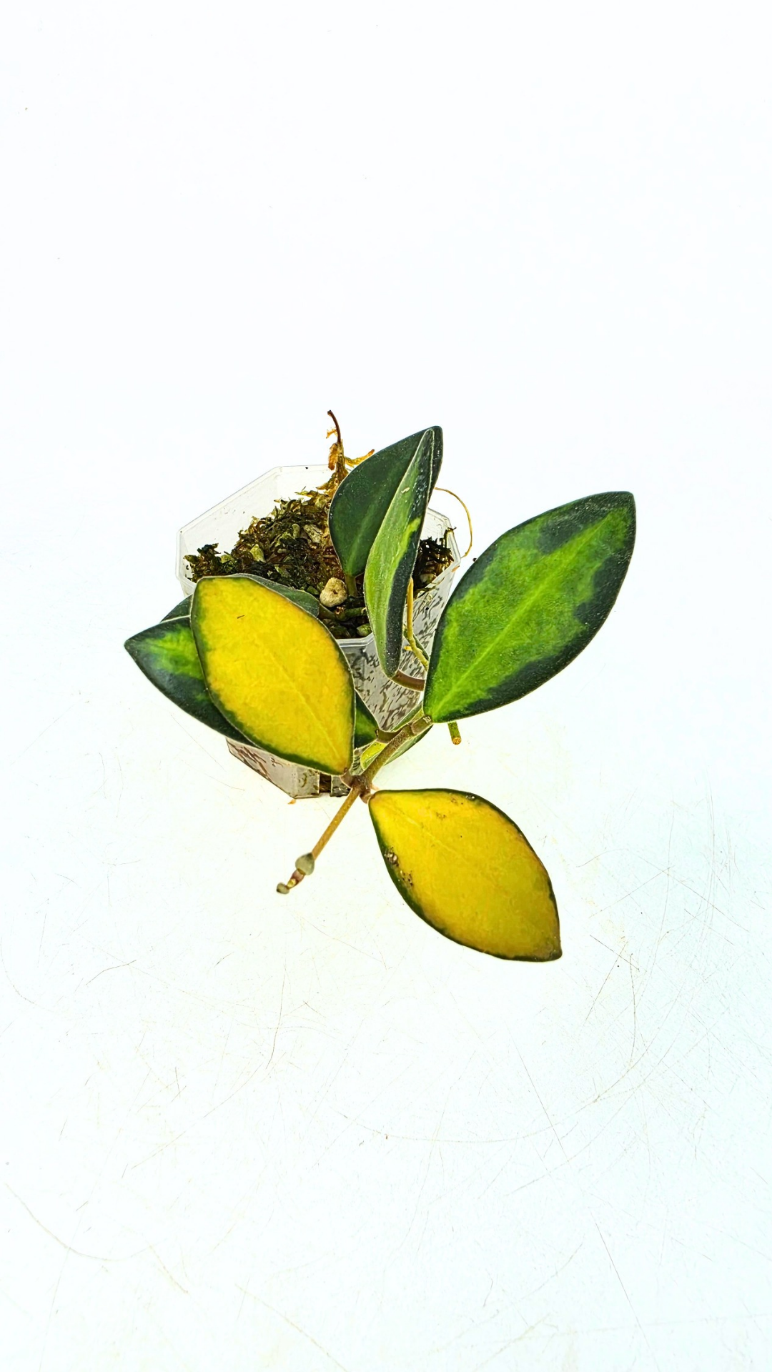 Rare waxplant Hoya DS-70 variegated also known as Hoya Aff Burtoniae Variegated availalbe for sale at rare indoor plant shop The Leaf Gallery in Perth, Western Australia