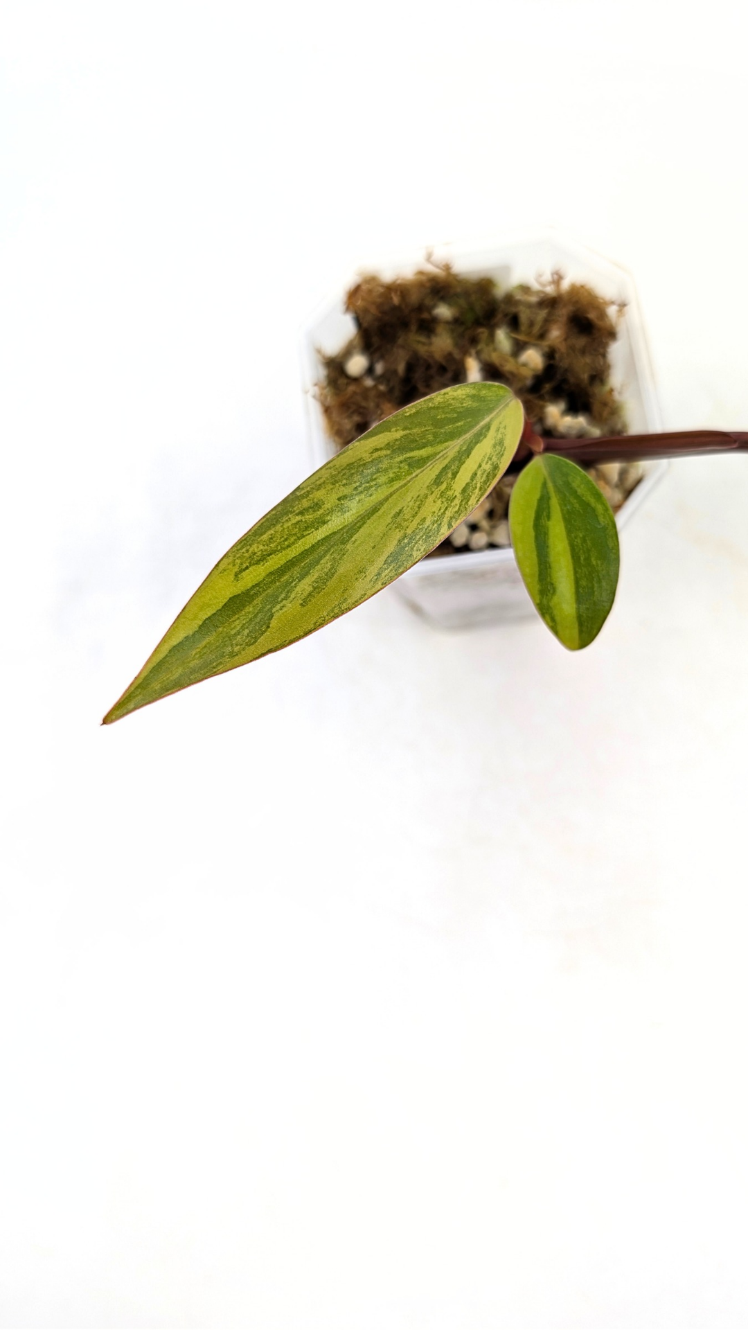 Rare indoor plant Philodendron Strawberry Shake grown and propagated by rare plant shop The Leaf Gallery in Perth, Western Australia