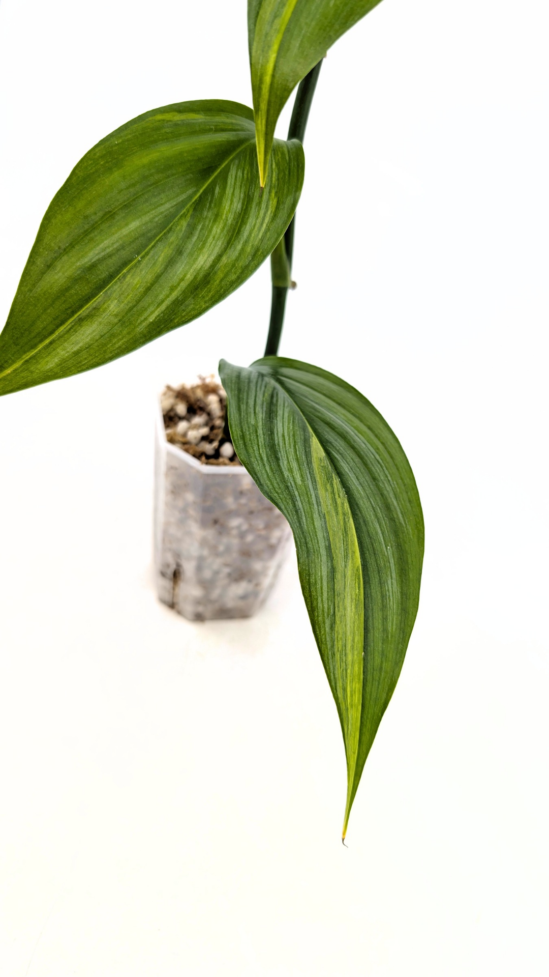 Rare plant Amplissimum Varigated available for sale at rare plant shop The Leaf Gallery in Perth, Western Australia