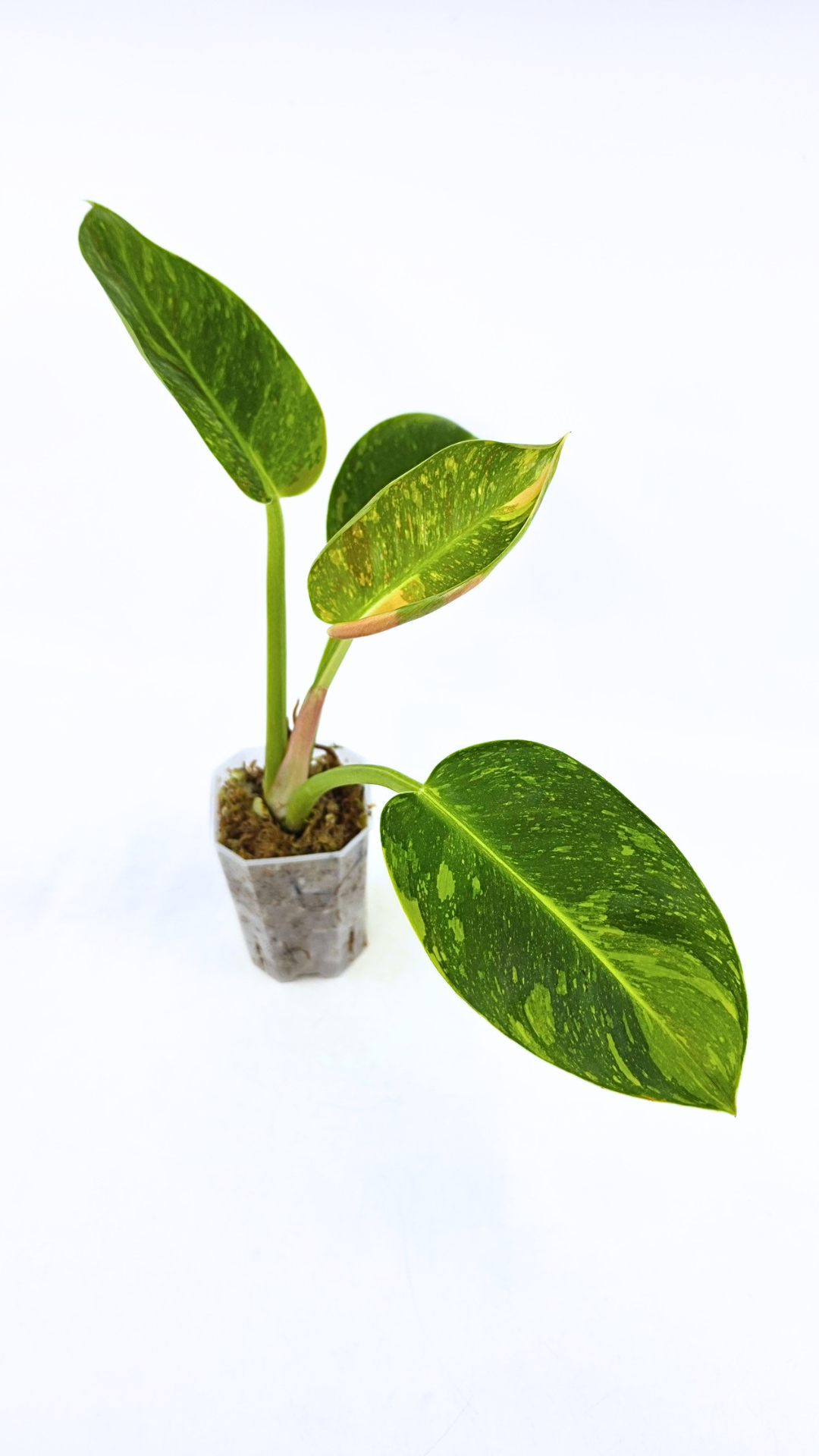 Uncommon Philodendron Green Congo Hybrid Varigated also known as Philodendron Green Congo Nuclear available for sale at rare plant shop The Leaf Gallery in Perth, Western Australia