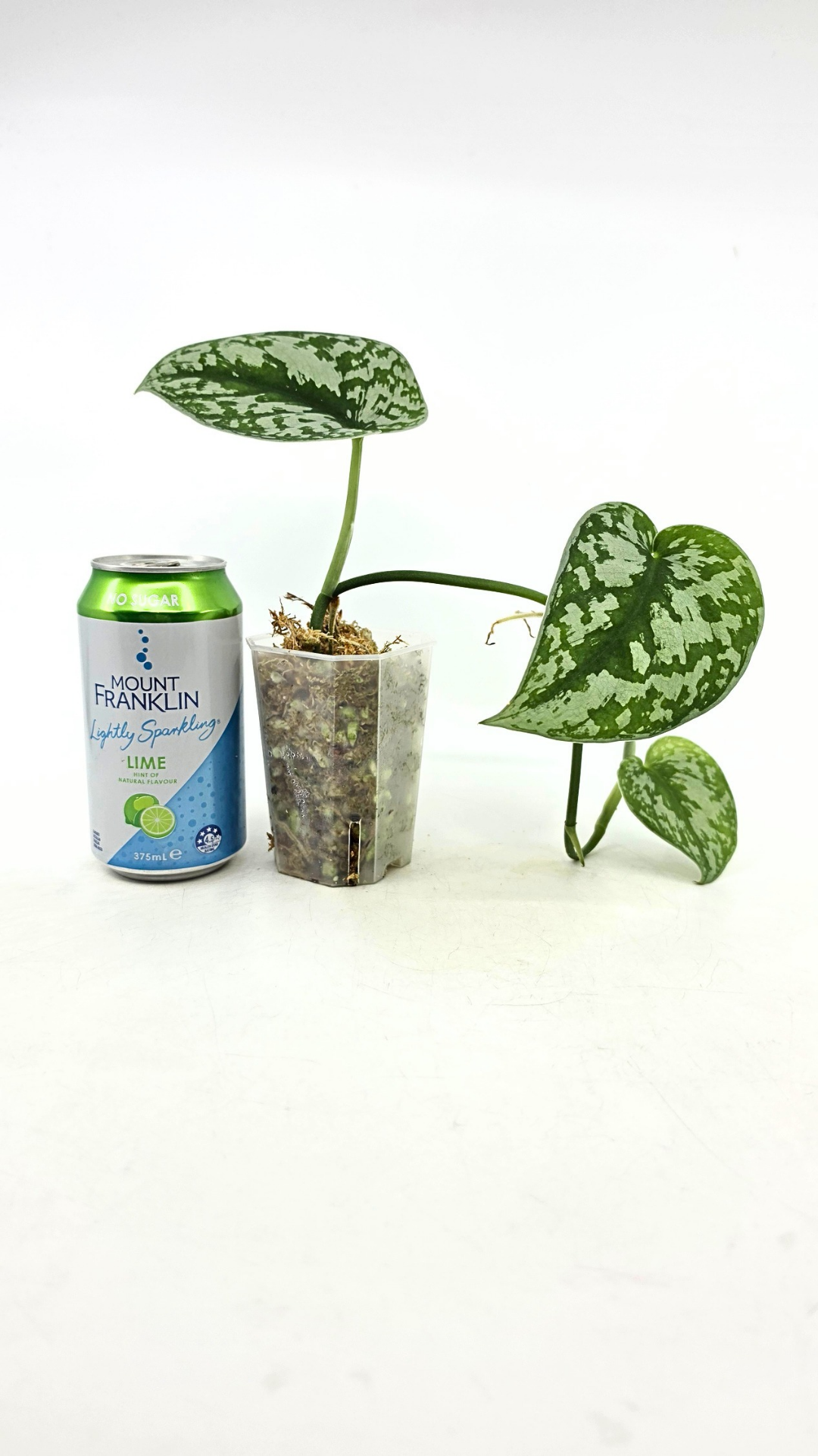 Uncommon indoor plant scindapsus Exotica available for sale at rare plant shop The Leaf Gallery in Perth, Western Australia.