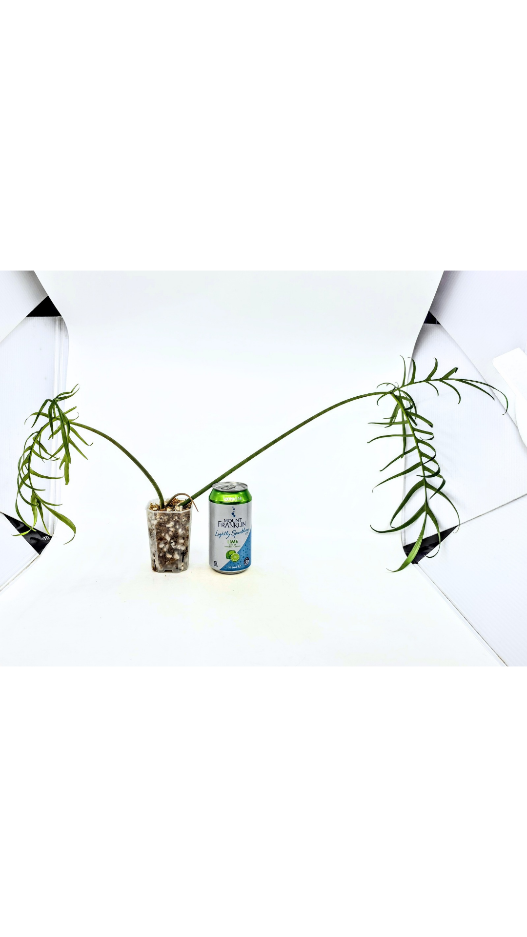 Rare indoor plant Philodendron Polypodioides available for sale at rare house plant shop The Leaf Gallery in Perth, Western Australia
