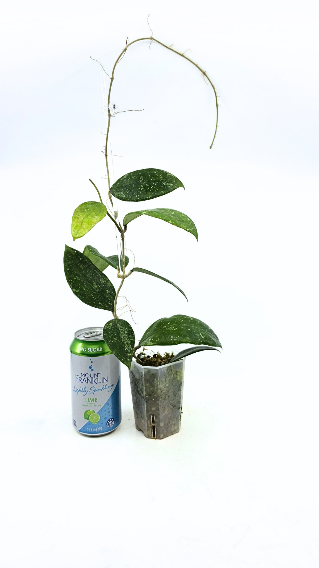Rare waxplant Hoya Ko Chag Island available for sale at rare indoor plant shop The Leaf Gallery in Perth, Western Australia