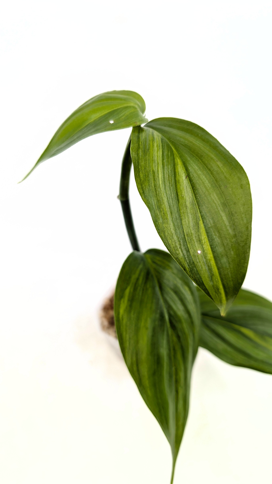 Rare plant Amplissimum Varigated available for sale at rare plant shop The Leaf Gallery in Perth, Western Australia