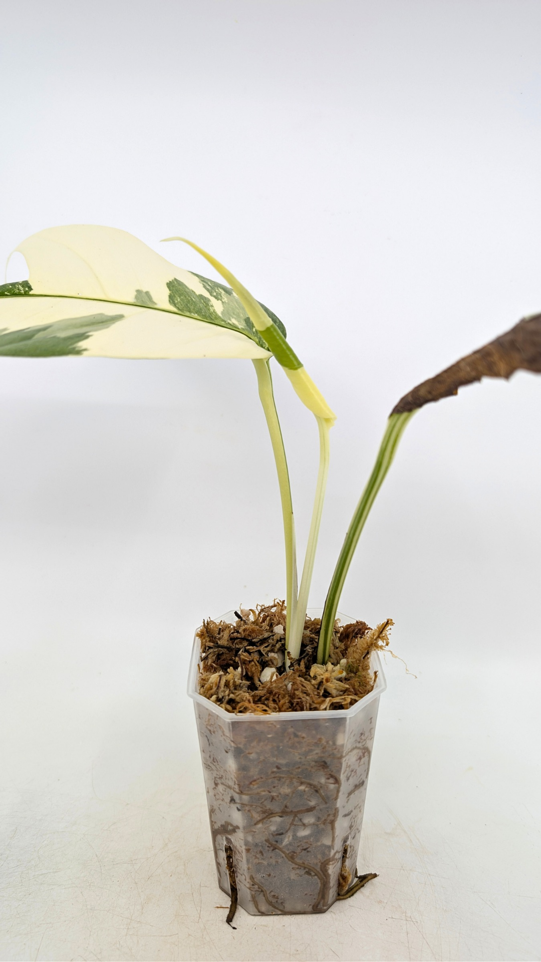 Uncommon house plant Epipremnum Pinnatum Varigated available for sale at rare plant shop The Leaf Gallery in Perth, Western Australia