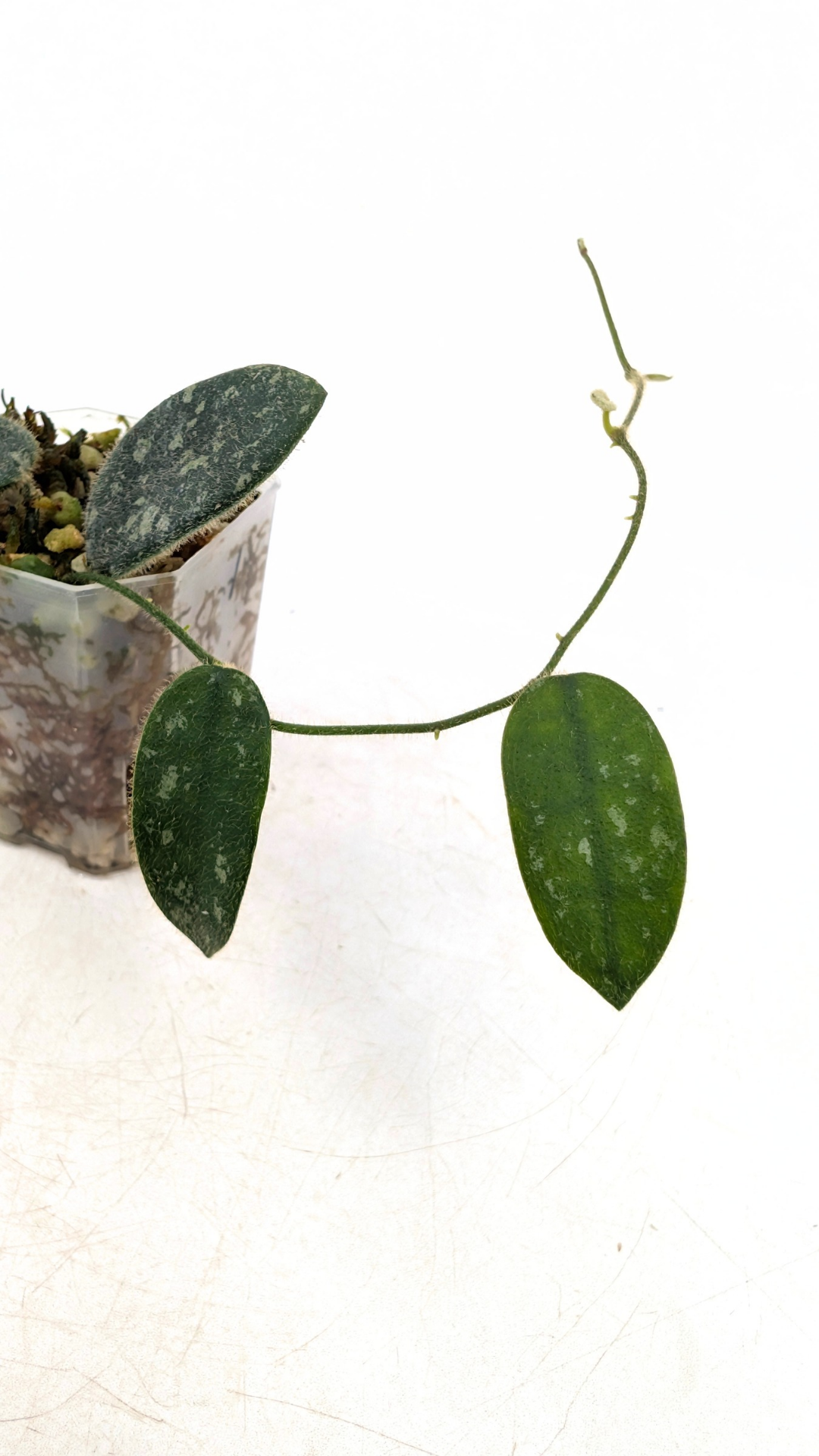 Rare plant Hoya Thomsonii IML 1177 available at rare plant shop The Leaf gallery in Perth, Western Australia