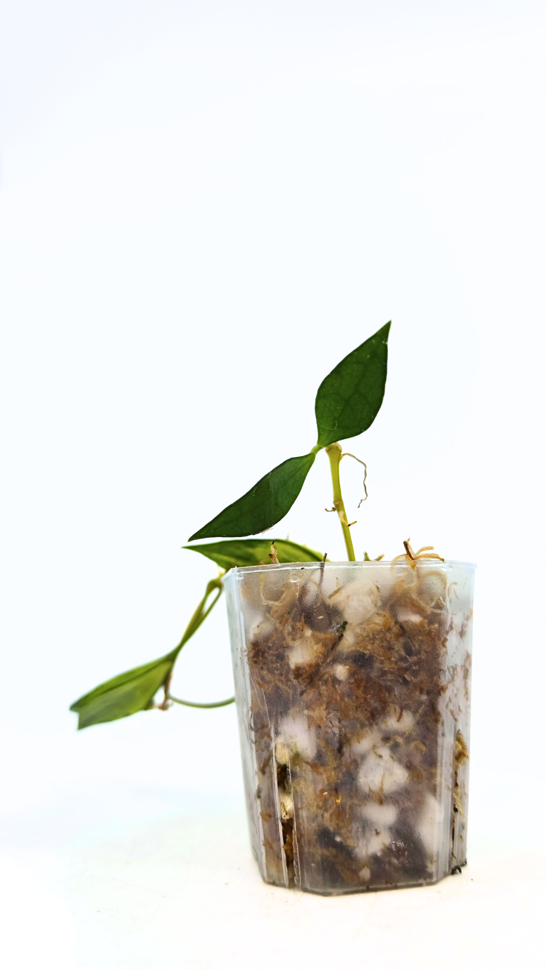 Rare waxplant Hoya Lacunosa Varigated available for sale at rare indoor plant shop The Leaf Gallery in Perth, Western Australia
