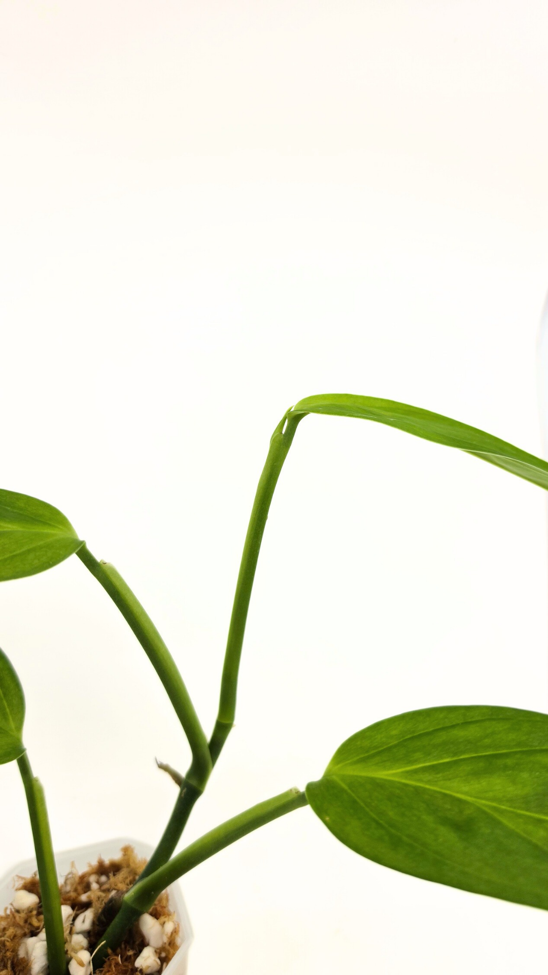 Rare Monstera Xanthospatha available for sale at rare plant shop The Leaf Gallery in Perth, Western Australia