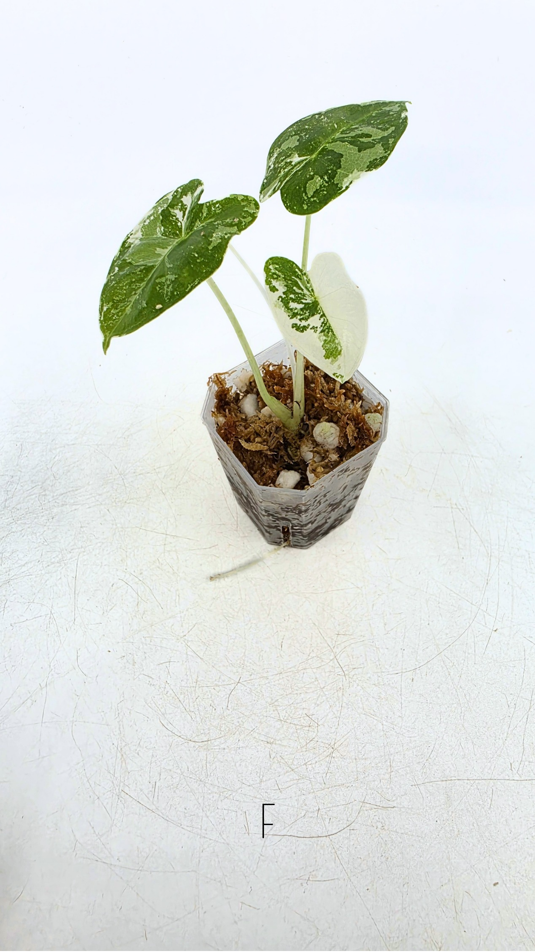 Rare indoor plant Alocasia Frydek Variegated available for sale at rare house plant shop The Leaf Gallery in Perth, Western Australia