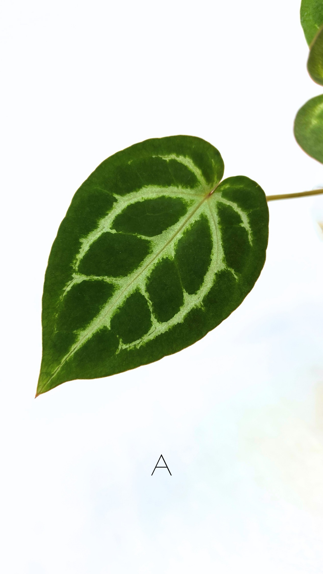 Rare anthurium hybrid Anthurium red dorayaki mutation with Anthurium Michelle by The Leaf Gallery in Perth, Western Australia