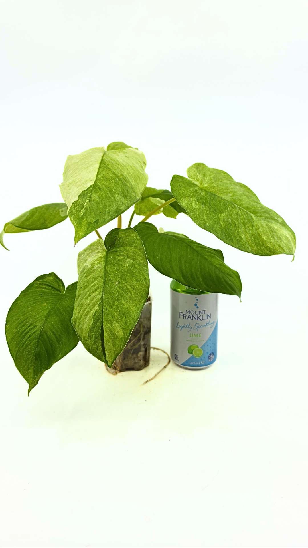 Rare indoor plant Homalomena Sp Borneo Marble Variegated available for sale at rare plant shop The Leaf Gallery in Perth, Western Australia