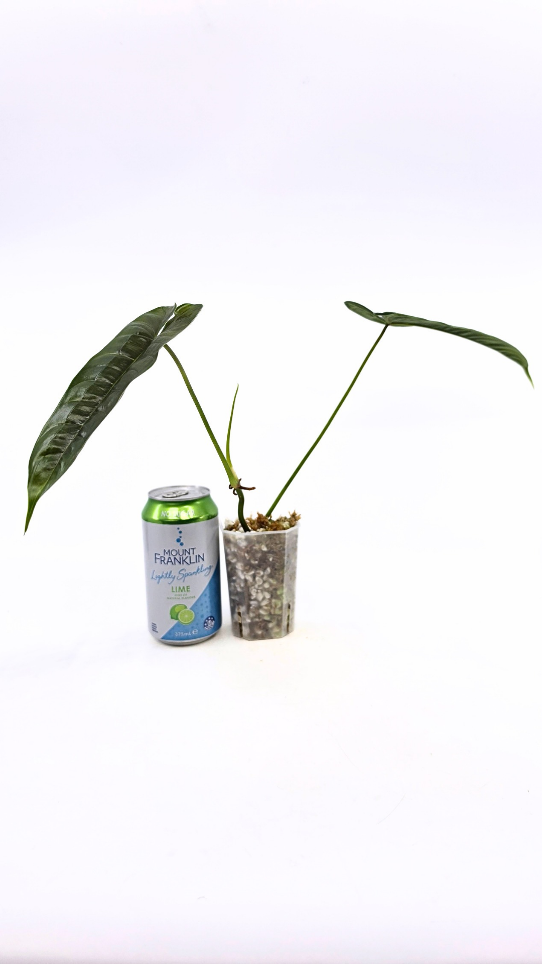 Rare indoor plant Philodendron Felix available for sale at rare house plant shop The Leaf Gallery in Perth, Western Australia
