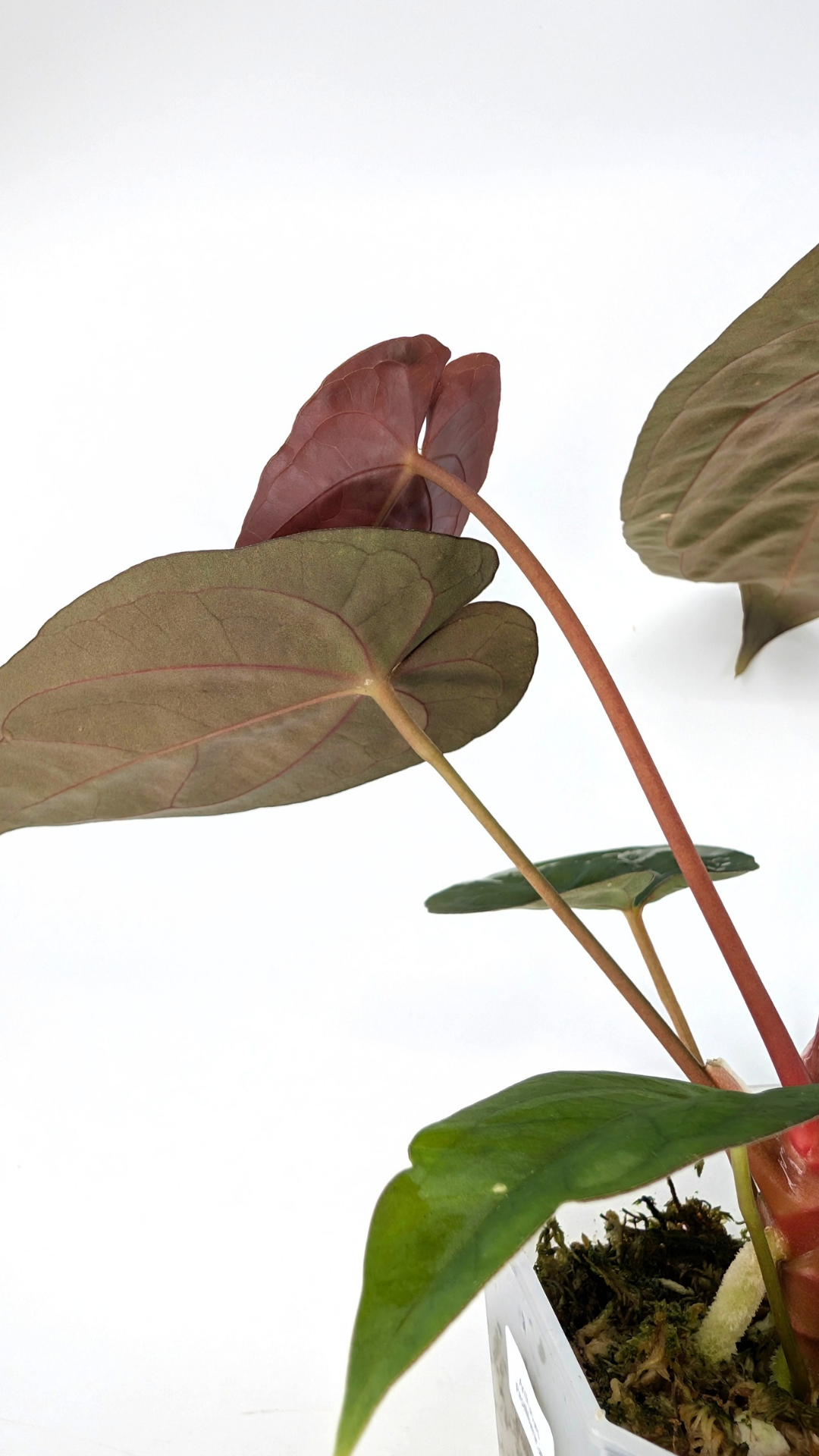 Rare indoor plant Anthurium Papillilaminum pure clone available from rare house plant shop The Leaf Gallery in Perth, Western Australia