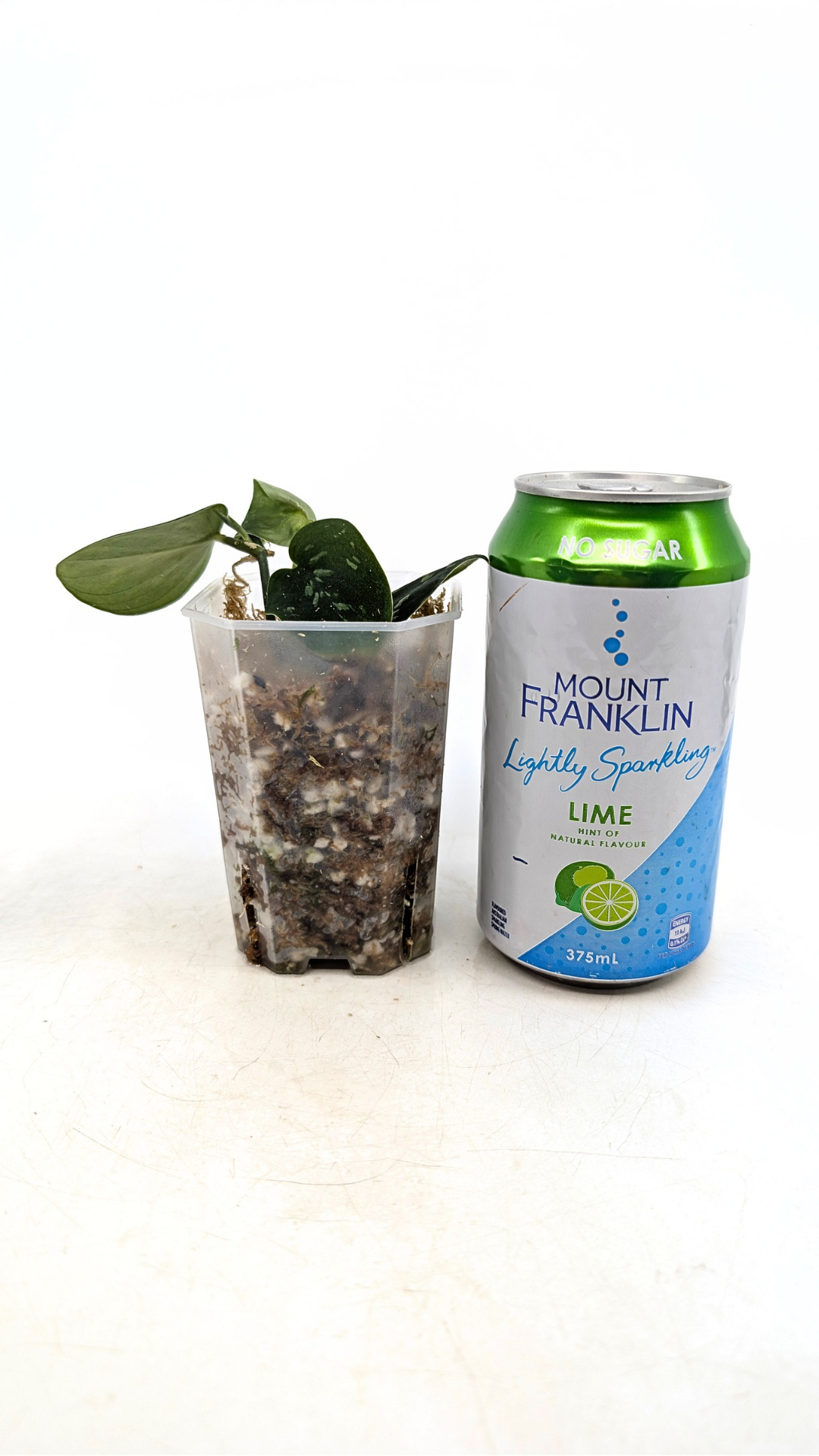 Rare indoor plant Scindapsus Pictus Haask Snake Scale Available for sale at rare plant shop The Leaf Gallery in Perth, Western Australia