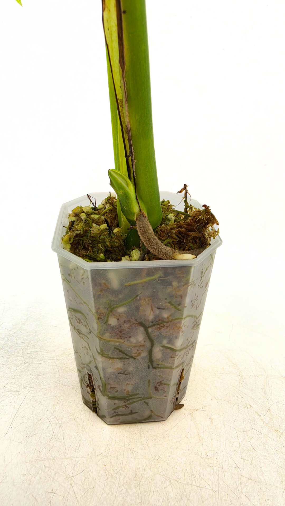 Rare indoor plant Monstera Esqueleto or Monstera Epipremnoides available for sale at rare plant shop The Leaf Gallery in Perth, Western Australia