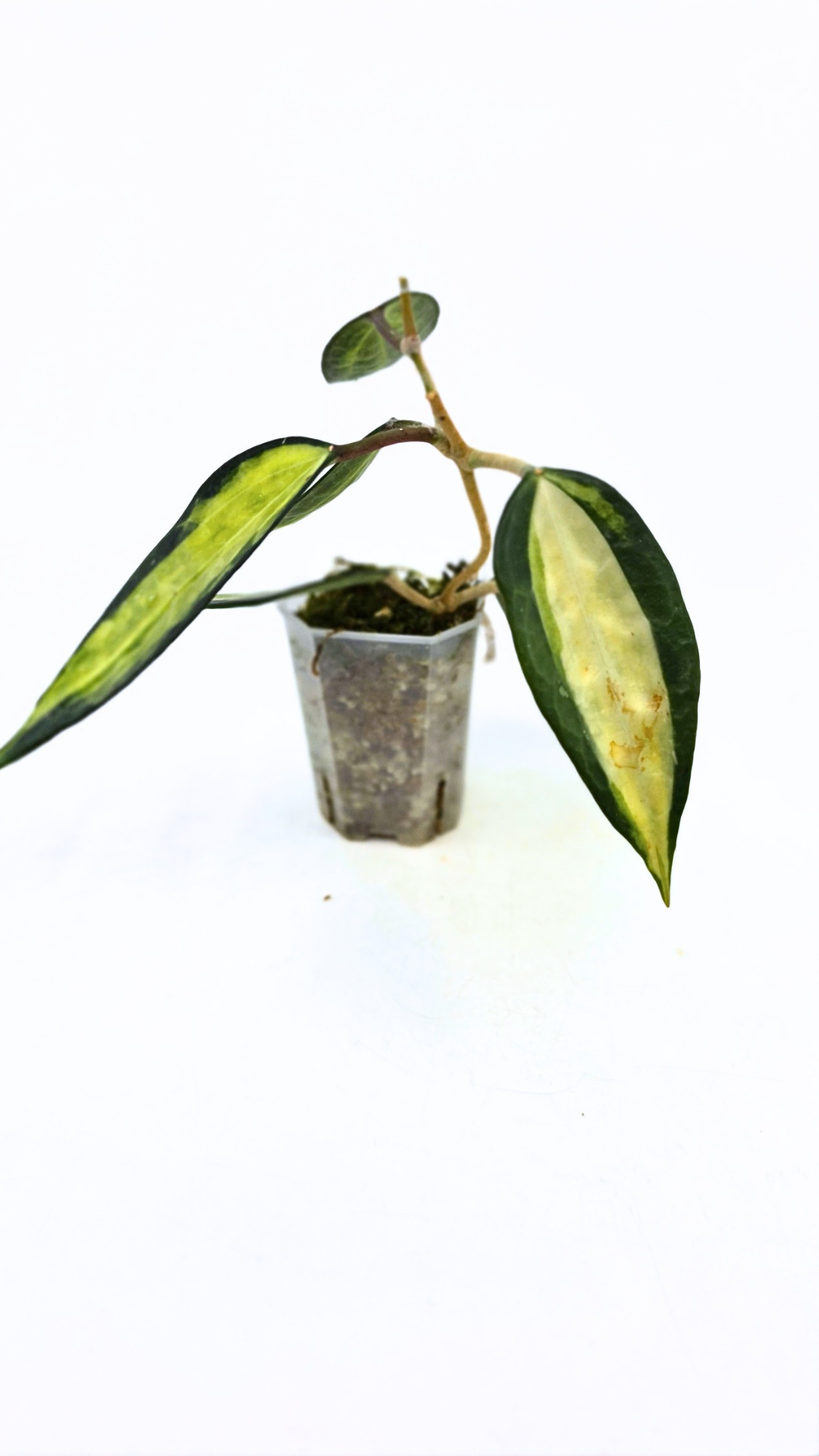 Rare waxplant Hoya Macrophylla Pot of Gold available for sale at rare indoor plant shop The Leaf Gallery in Perth, Western Australia