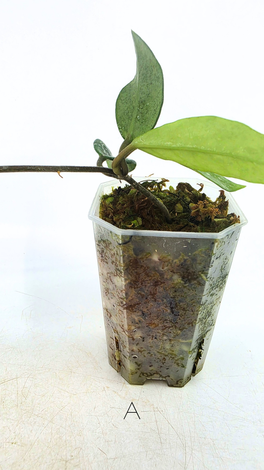 Rare indoor plant hoya wilbur graves propagated by and available for sale at rare plant shop The Leaf Gallery in Perth.