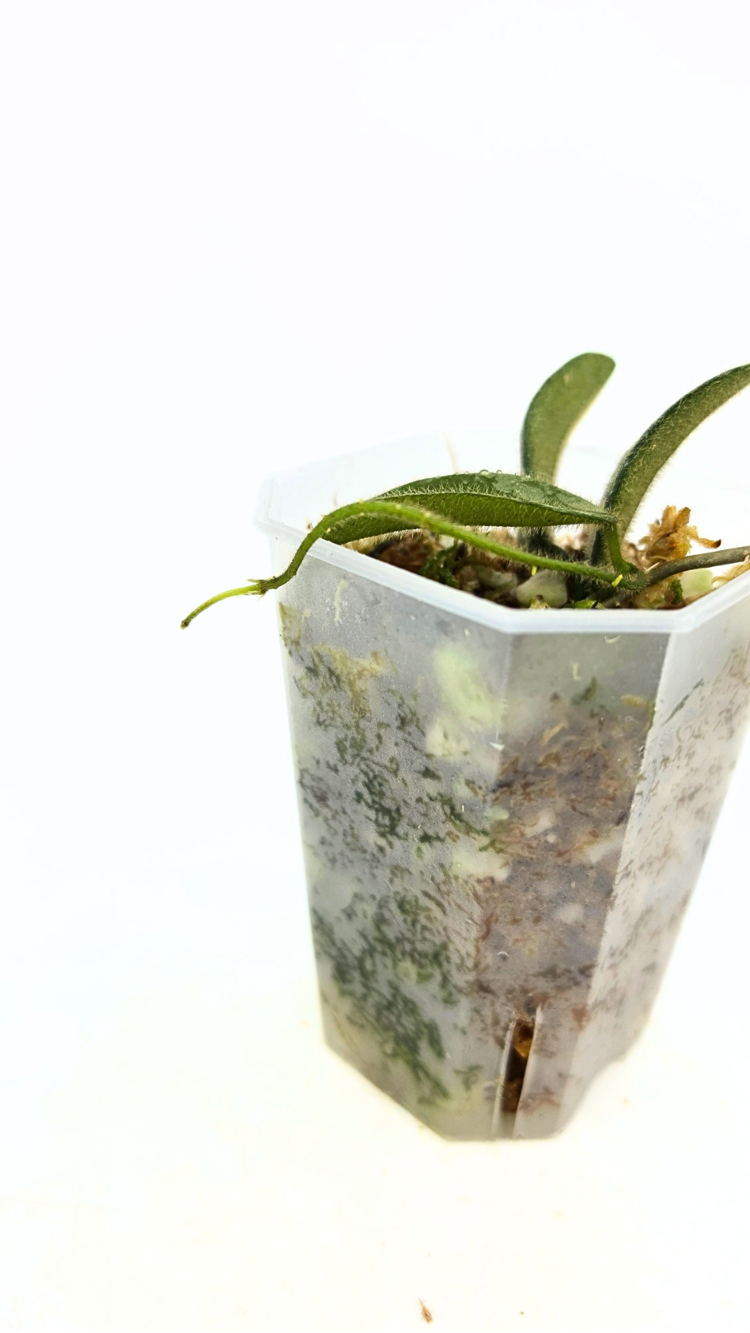 Rare plant Hoya Thomsonii IML 1177 available at rare plant shop The Leaf gallery in Perth, Western Australia