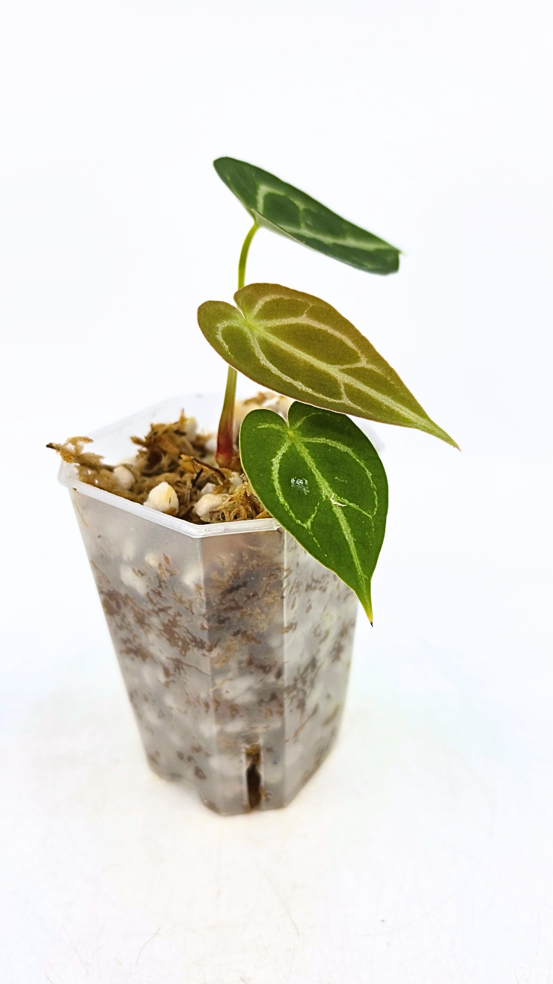 Rare anthurium hybrid Dark Forgetii cross with Anthurium Silver blush available for sale at rare plant shop The Leaf Gallery in Perth, Western Australia