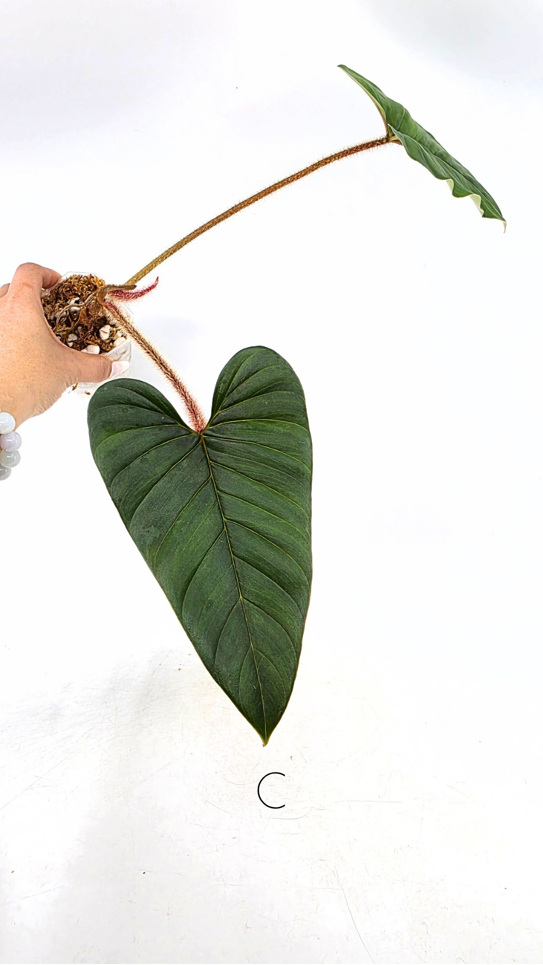 Rare indoor plant Philodendron Red Serpens available for sale at rare plant shop The Leaf Gallery in Perth, Western Australia