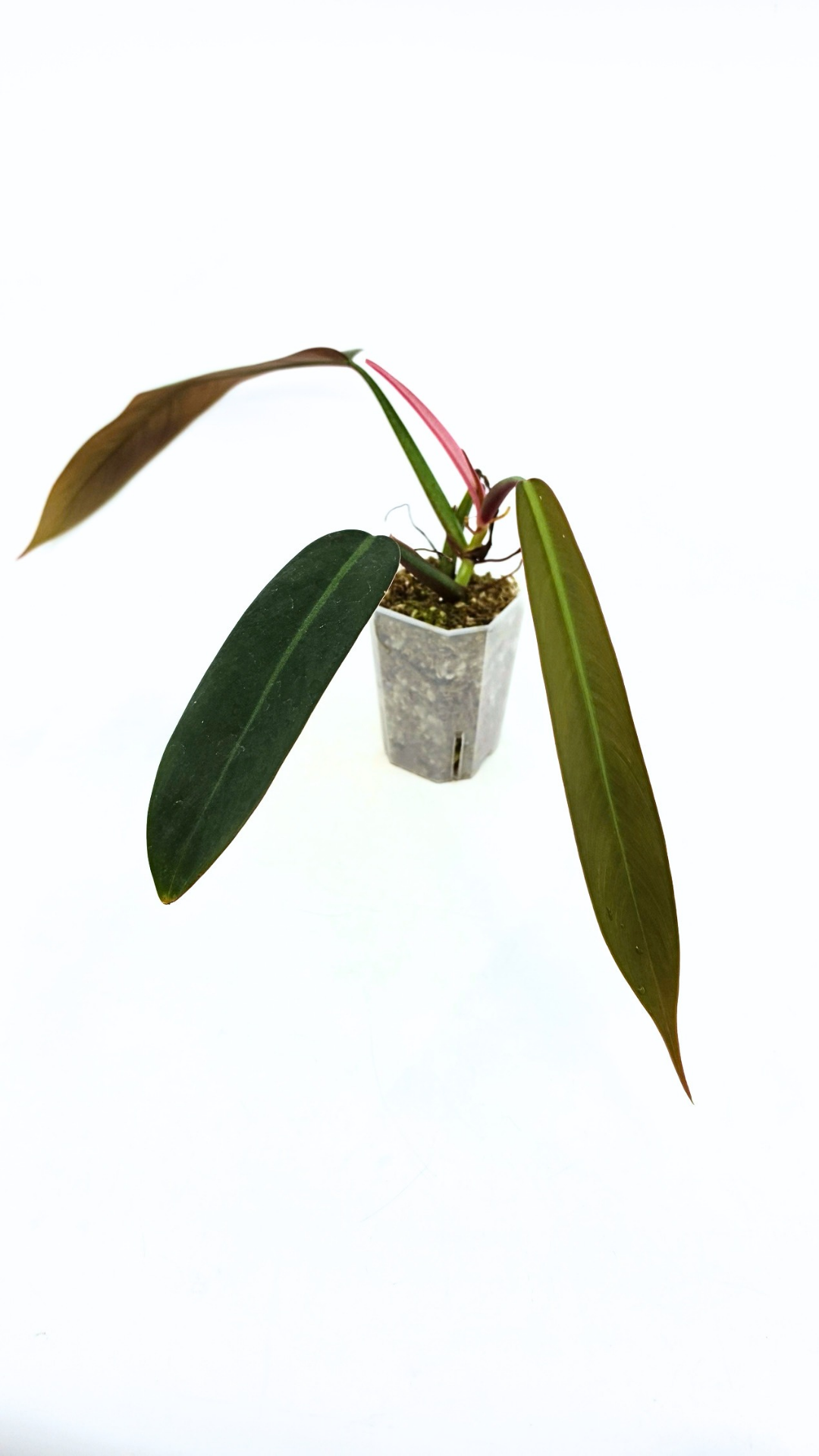 Rare indoor plant Philodendron Bicolour available for sale at rare house plant shop The Leaf Gallery in Perth, Western Australia