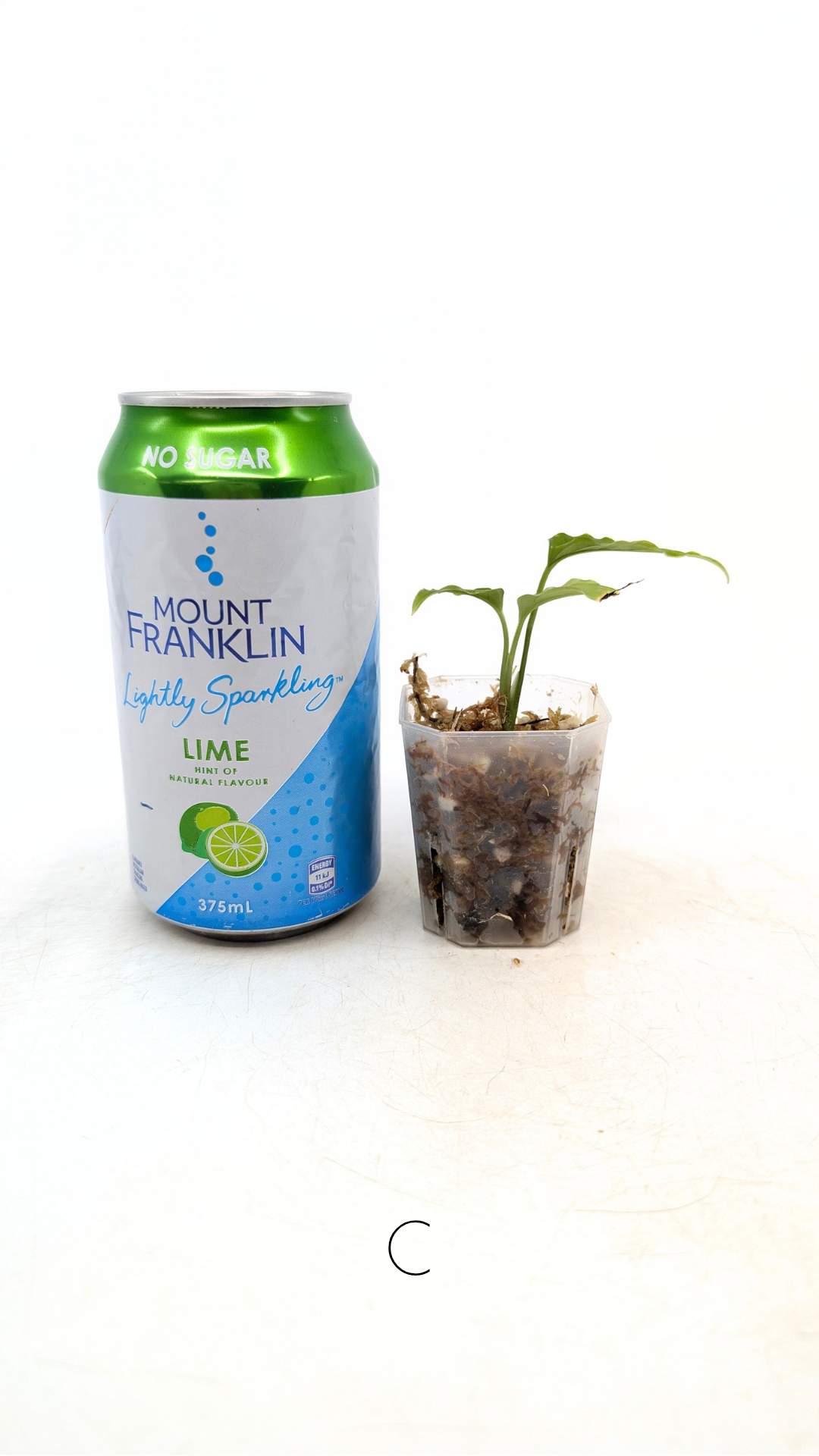 Rare indoor plant Monstera Obliqua Peru available for sale at rare house plant shop The Leaf Gallery in Perth, Western Australia