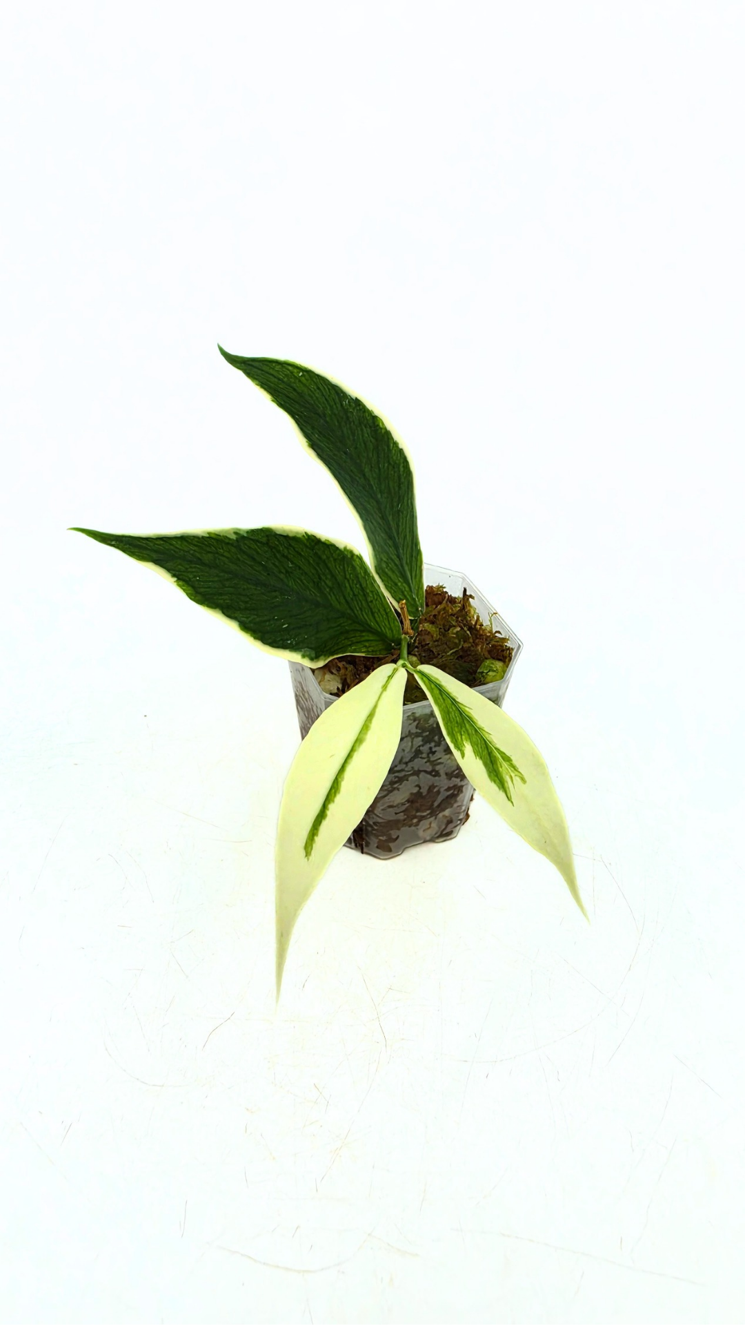 Rare waxplant Hoya Polyneura Albo Varigated also known as Fishtail Hoya Varigated available for sale at rare indoor plant shop The Leaf Gallery in Perth, Western Australia