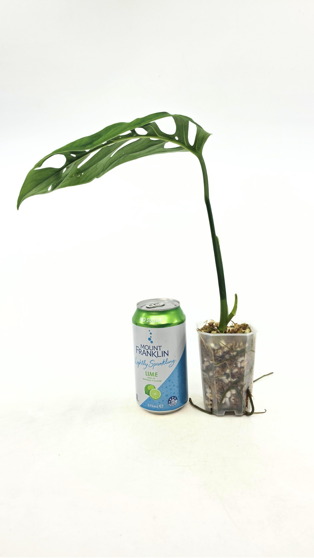 Rare indoor plant Monstera Esqueleto or Monstera Epipremnoides available for sale at rare plant shop The Leaf Gallery in Perth, Western Australia