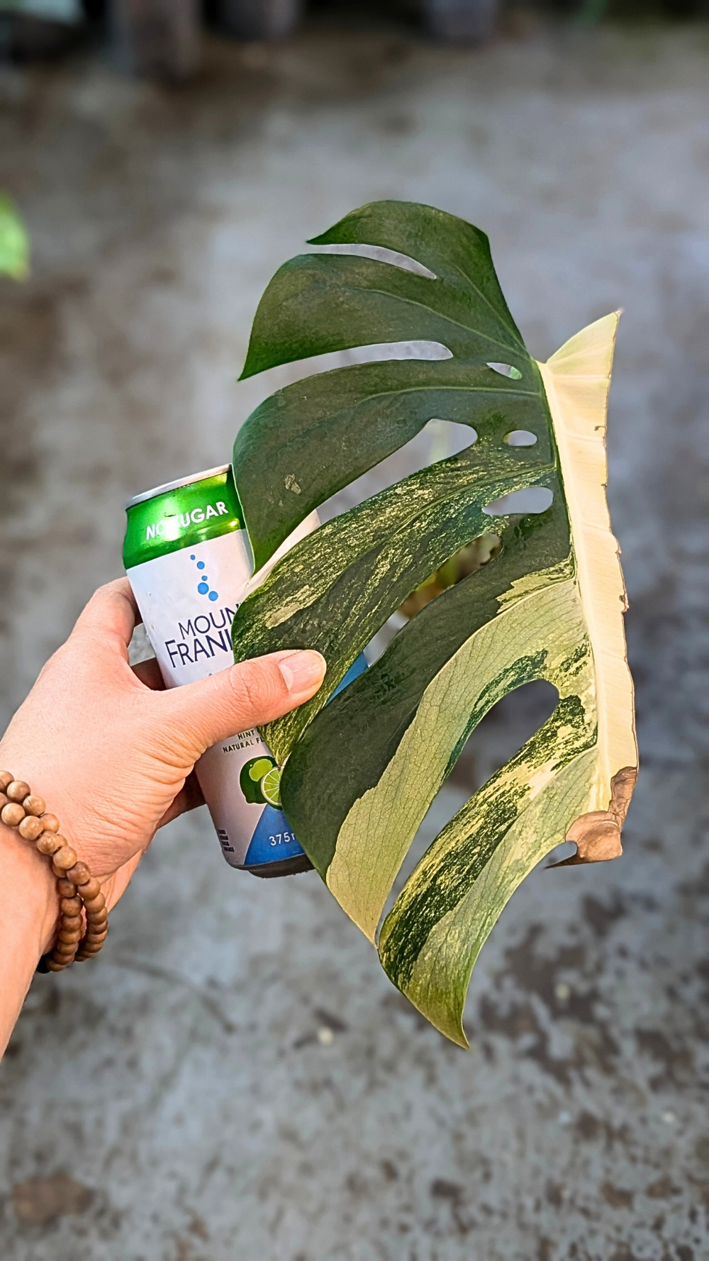 Monstera Aurea Variegated  The Leaf Gallery