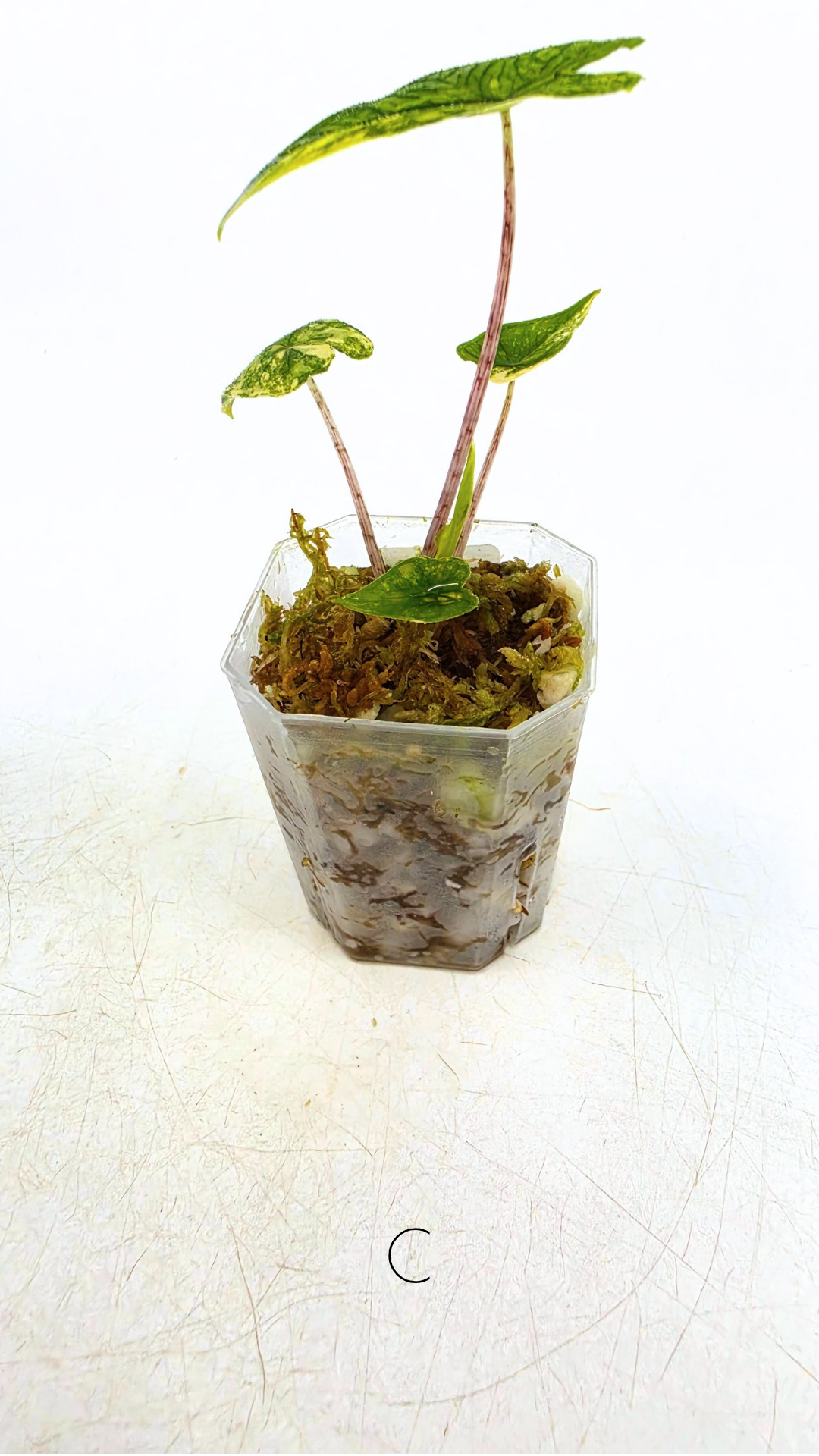 Rare indoor plant Alocasia Jacklyn Variegated available for sale at rare house plant shop The Leaf Gallery in Perth, Western Australia.
