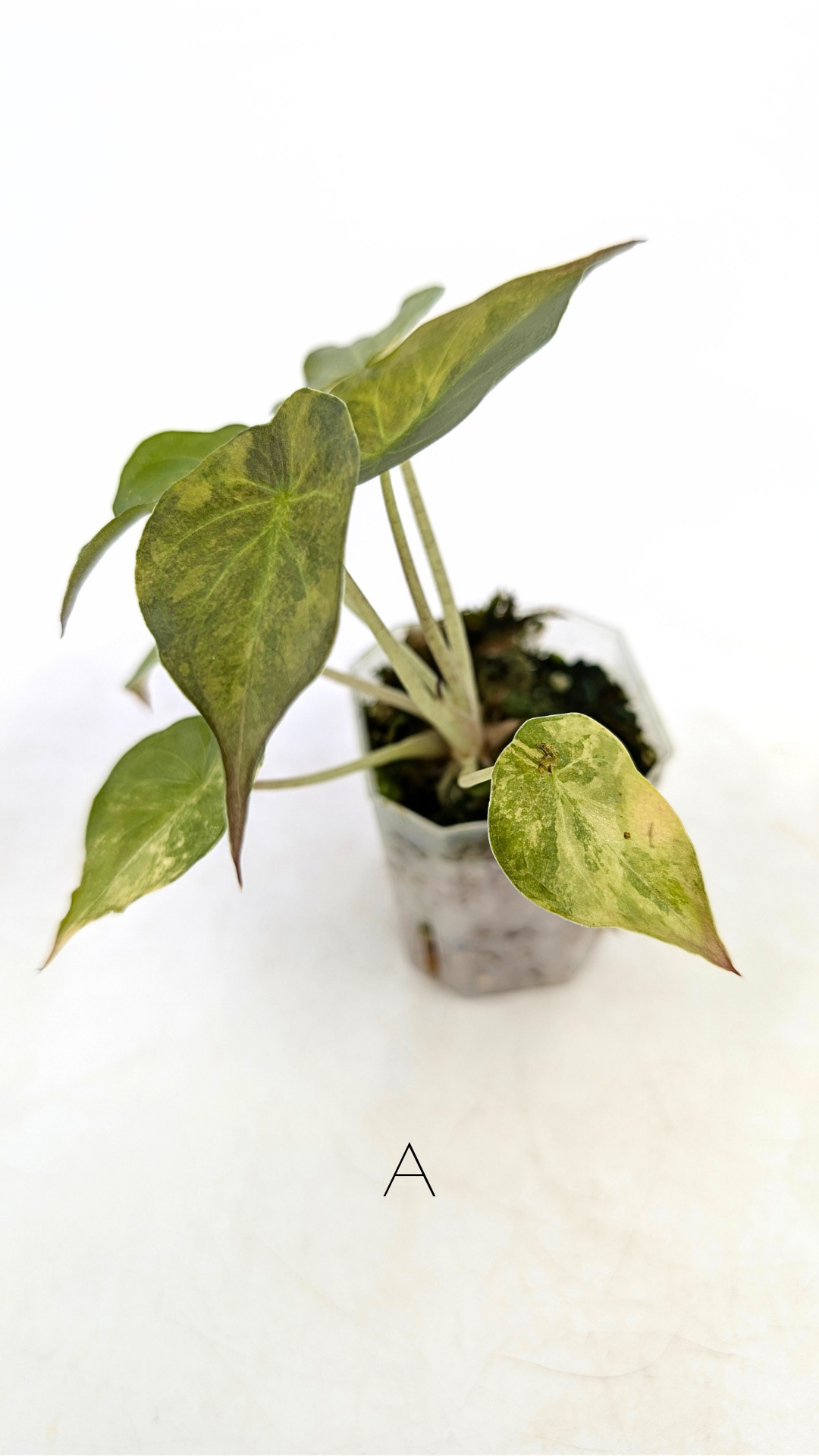 Rare indoor plant Alocasia Wentii Variegated available for sale at rare house plant shop The Leaf Gallery in Perth, Western Australia