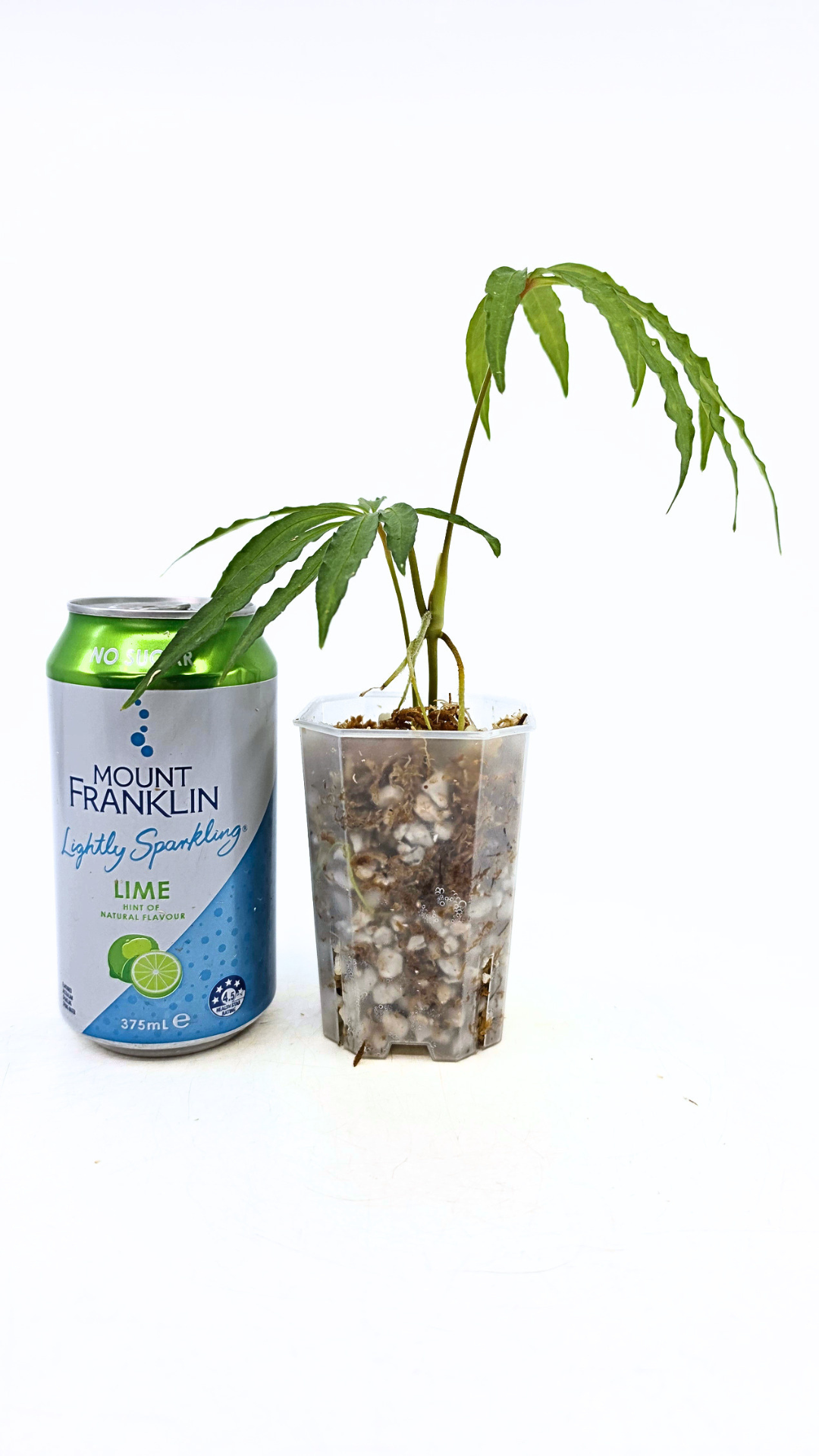 Hard to find vining house plant Anthurium Polystictum available for sale at rare plant shop The Leaf Gallery in Perth, Western Australia