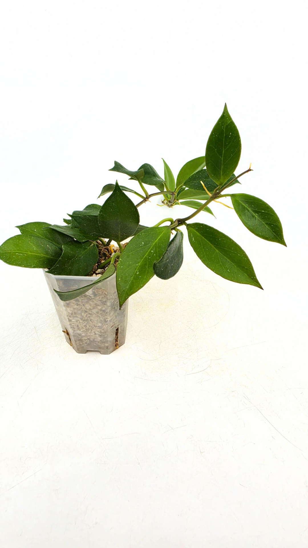 Rare waxplant Hoya Sunrise available at rare plant shop The Leaf Gallery in Perth Western Australia