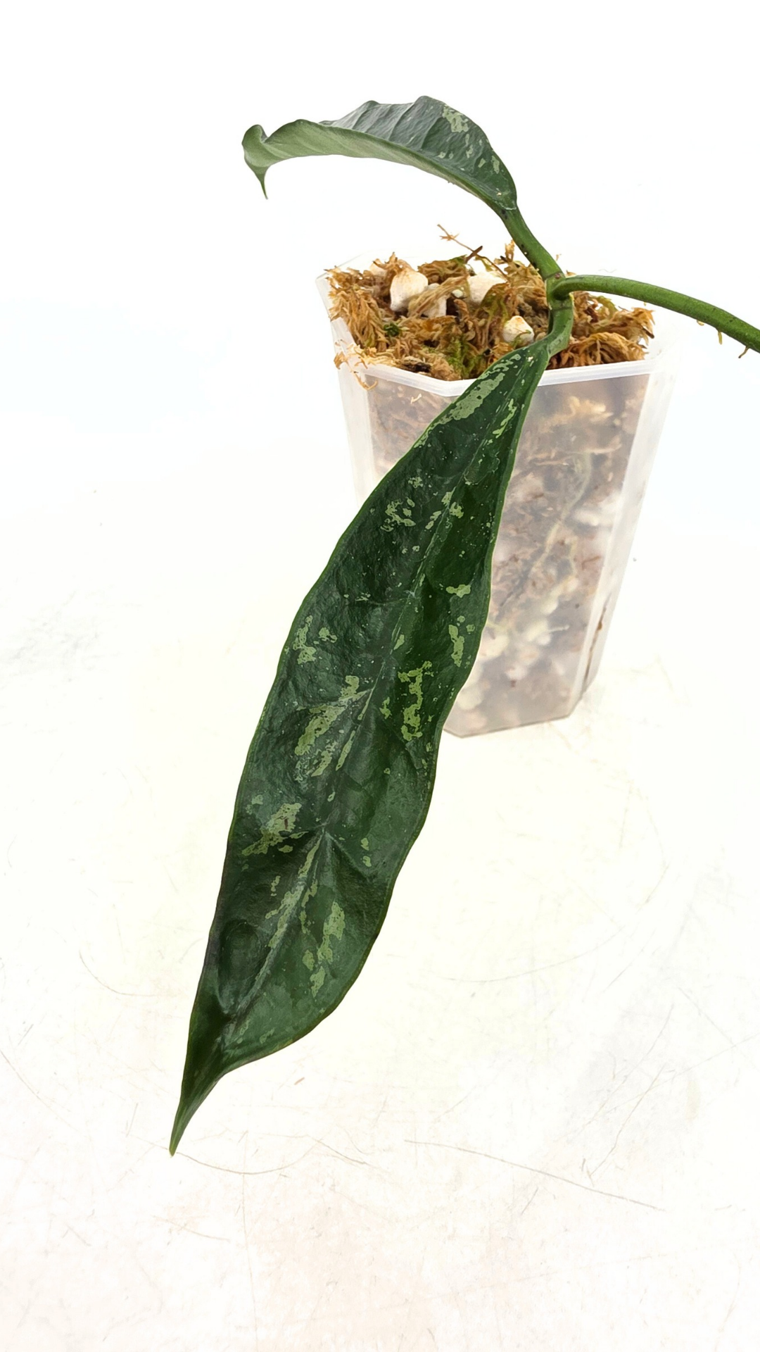 Rare waxplant Hoya Grifithii Silver available for sale at rare plant shop The Leaf Gallery in Perth, Western Australia