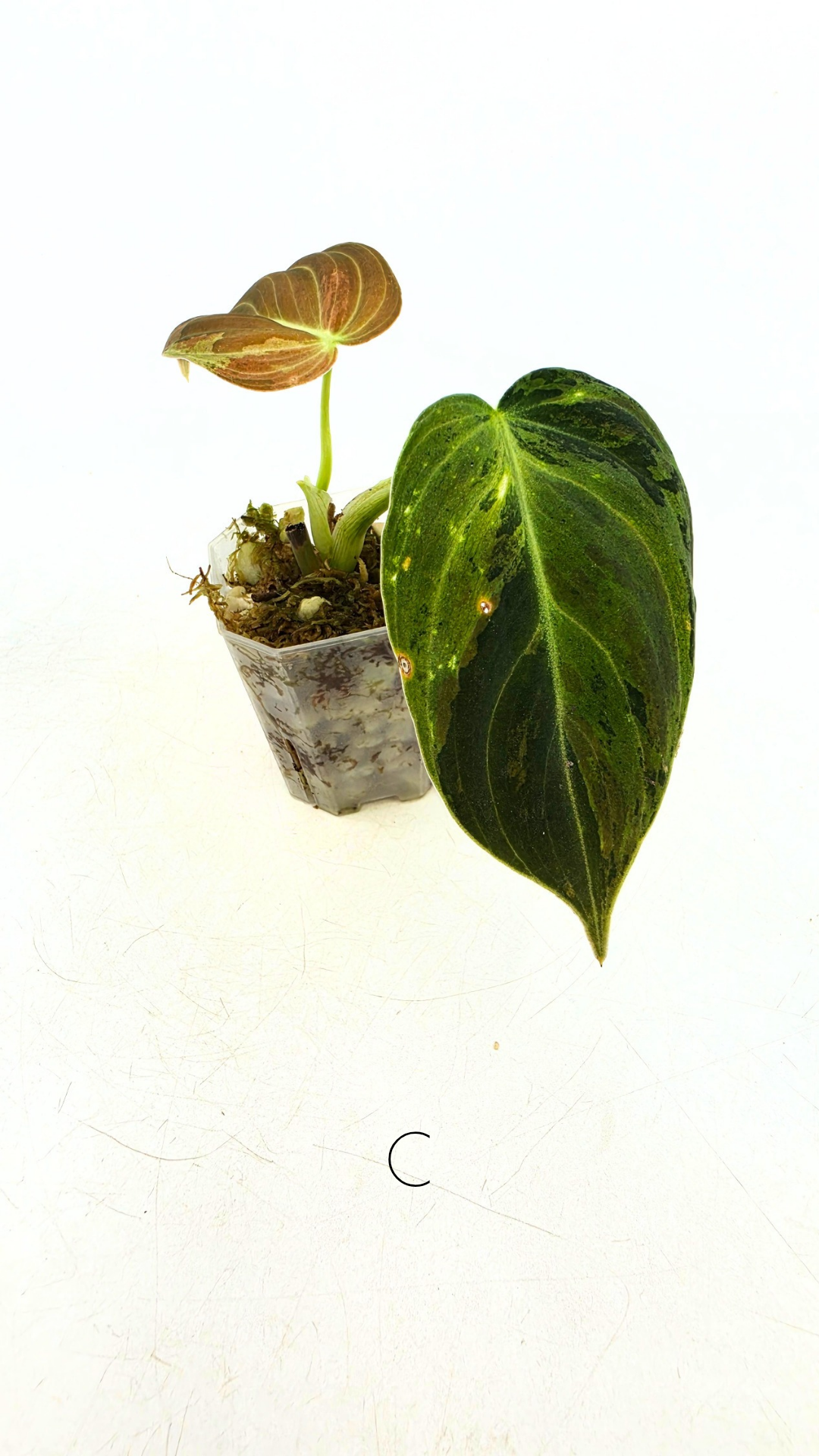 Rare plant Philodendron Melanochrysum Varigated available for sale at rare plant shop The Leaf Gallery in Perth, Western Australia