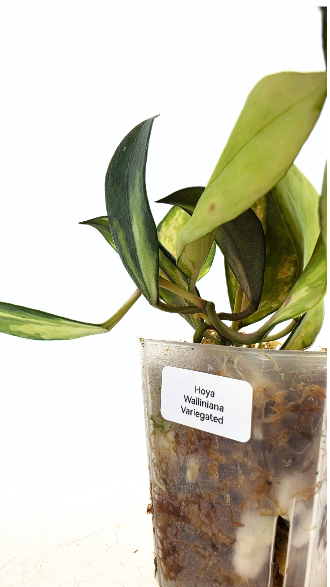 Rare hoya Walliniana Varigated available for sale at rare plant shop The Leaf Gallery in Perth, Western Australia