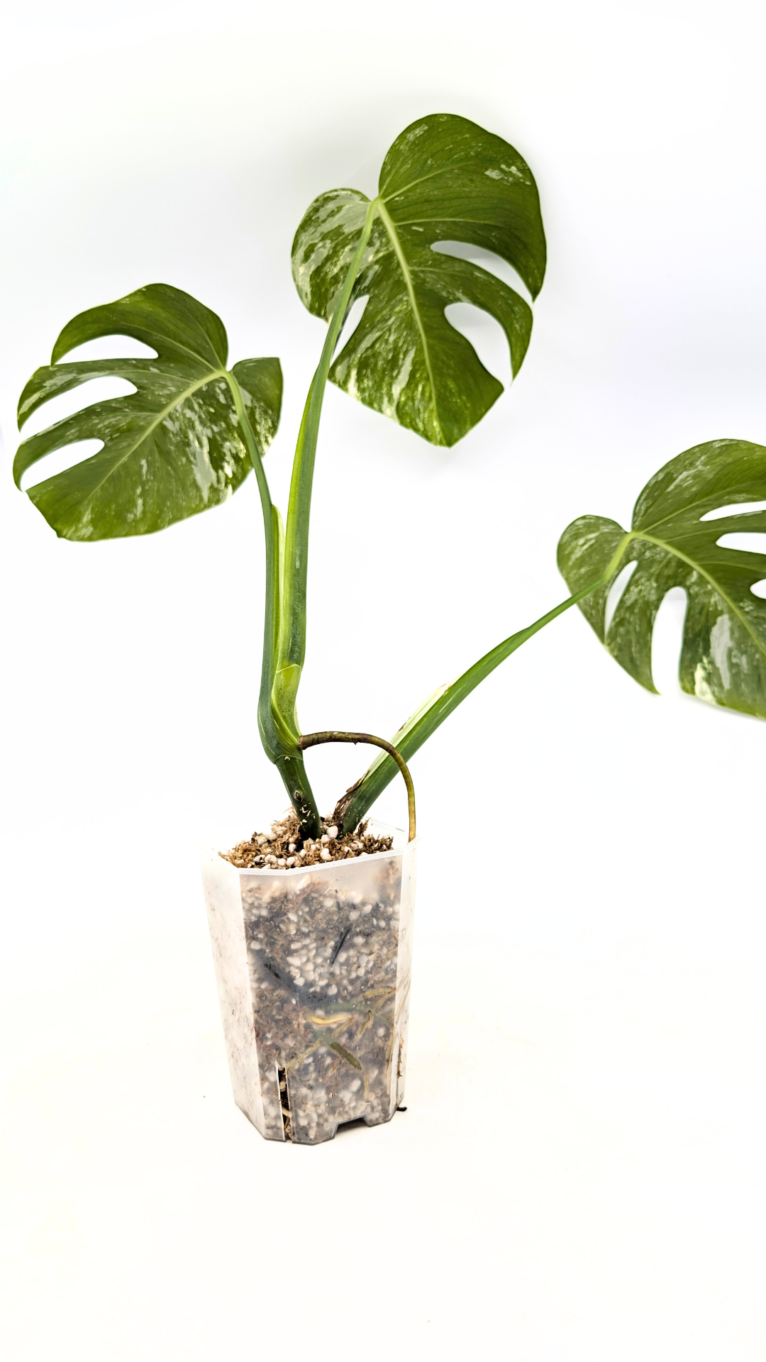 Rare indoor plant Monstera Albo Varigated available for sale at rare plant house plant shop The Leaf Gallery in Perth, Western Australia