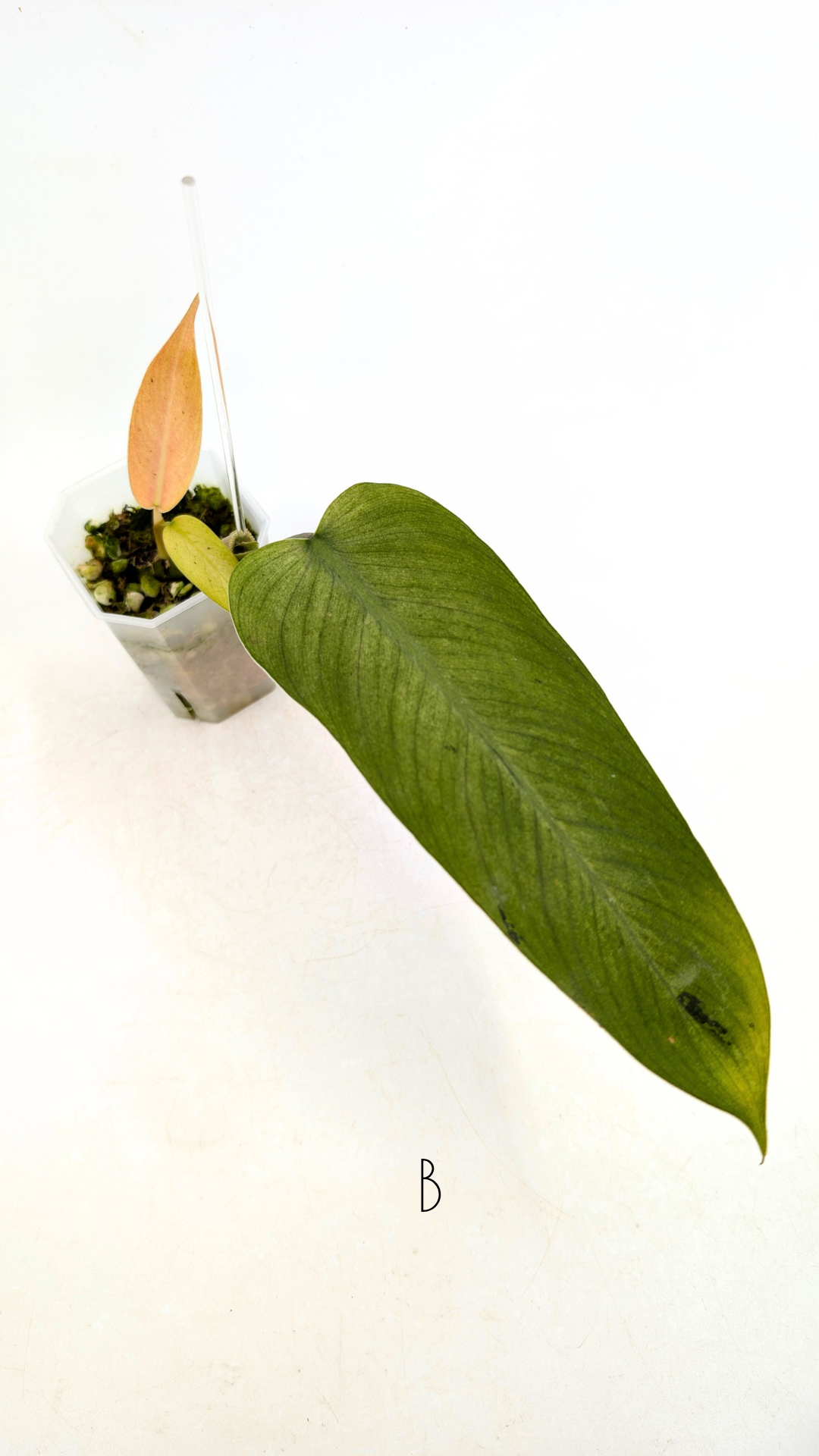 Rare indoor plant Philodendron Whipple Way by rare plant shop The Leaf Gallery in Perth, Western Australia